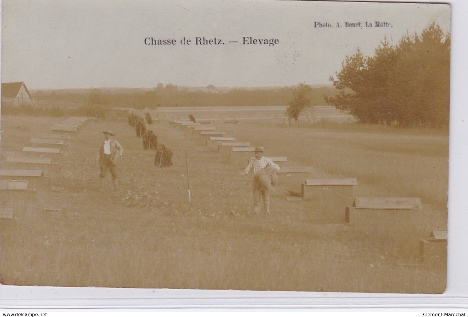 TROSLY BREUIL : Carte Photo De RHETZ - élevage - Très Bon état - Other & Unclassified