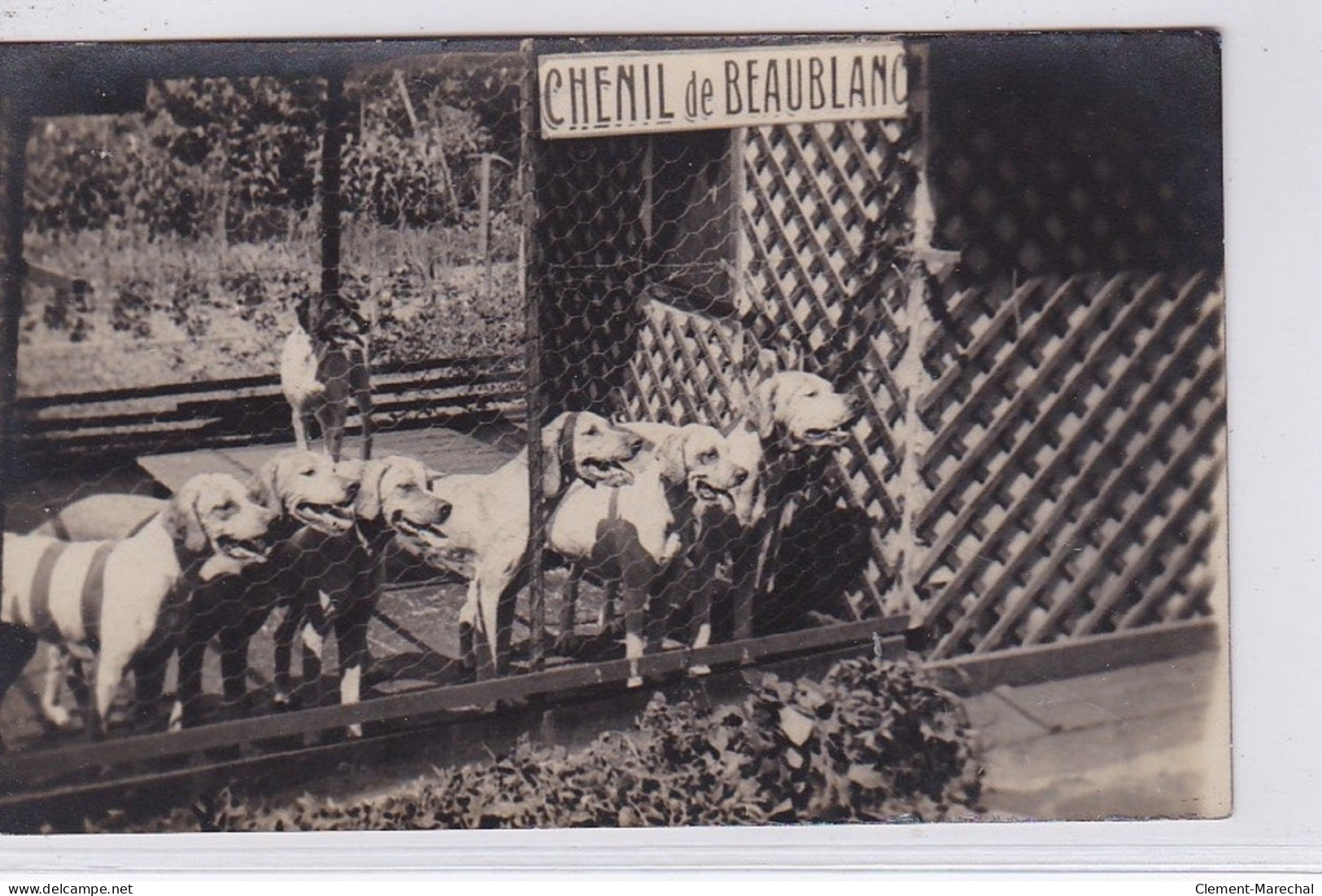 LIMOGES : Carte Photo Du Chenil De BEAUBLANC (chien De Chasse) - Très Bon état - Limoges