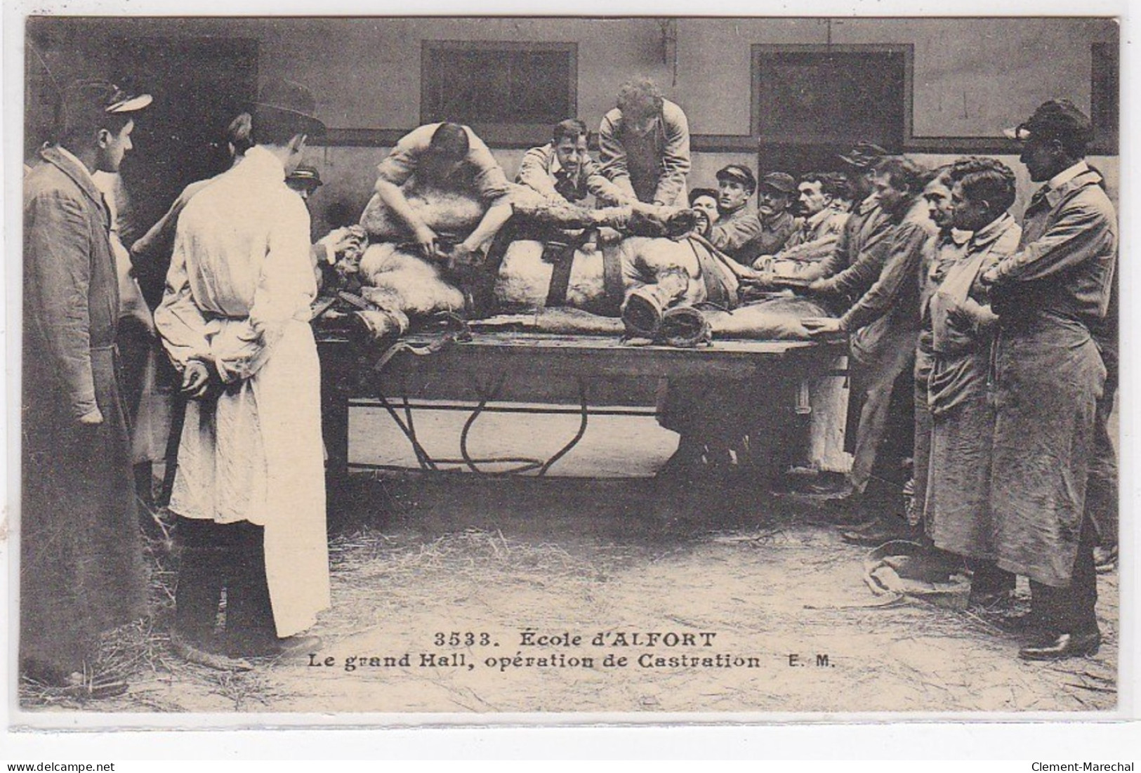 MAISONS ALFORT : Le Grand Hall - Opération De Castration - Très Bon état - Maisons Alfort