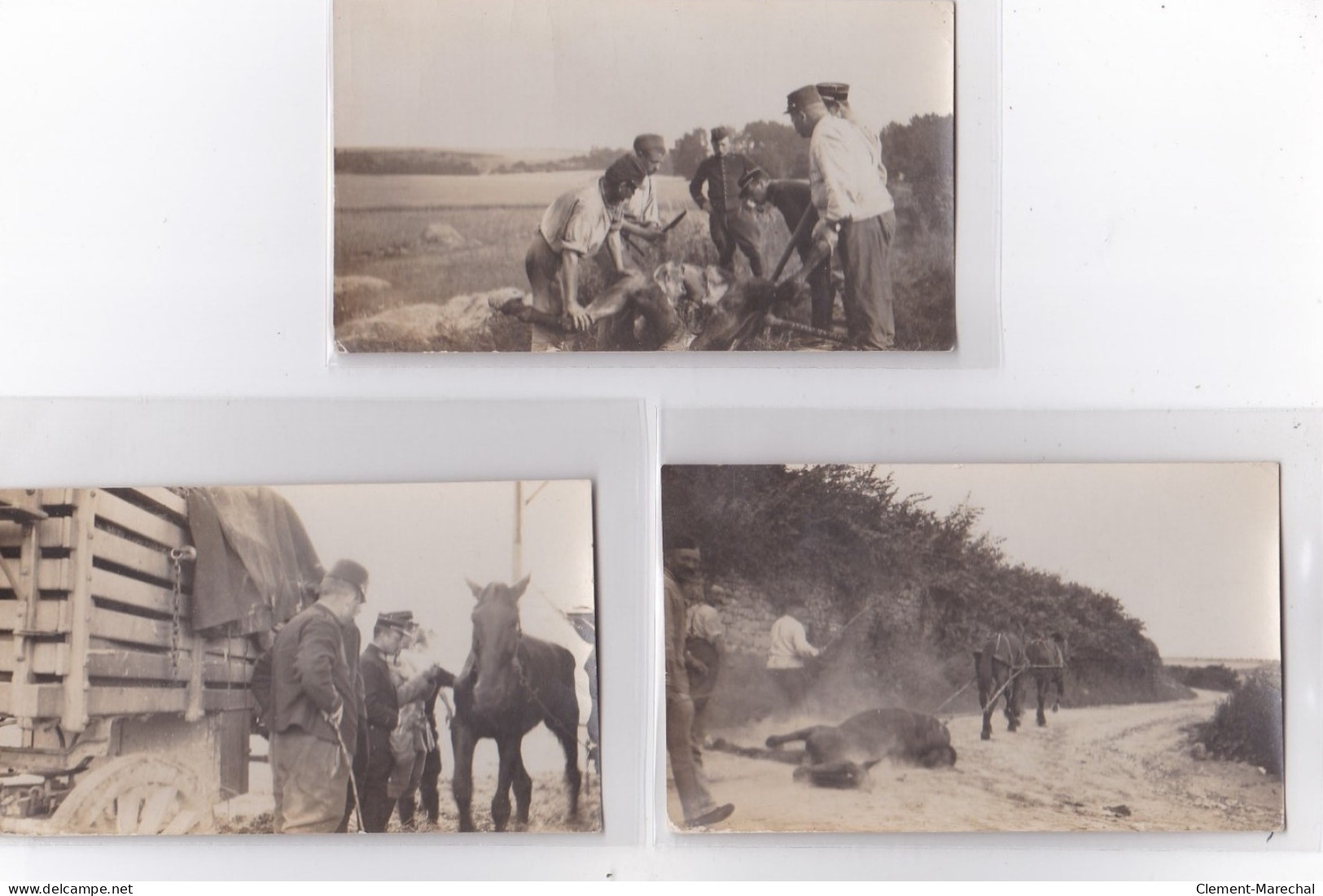 BRUYS : Lot De 7 Cartes Photo "autopsie D'un Cheval Mort Pendant La Première Guerre Mondiale (vétérinaire) Très Bon état - Other & Unclassified