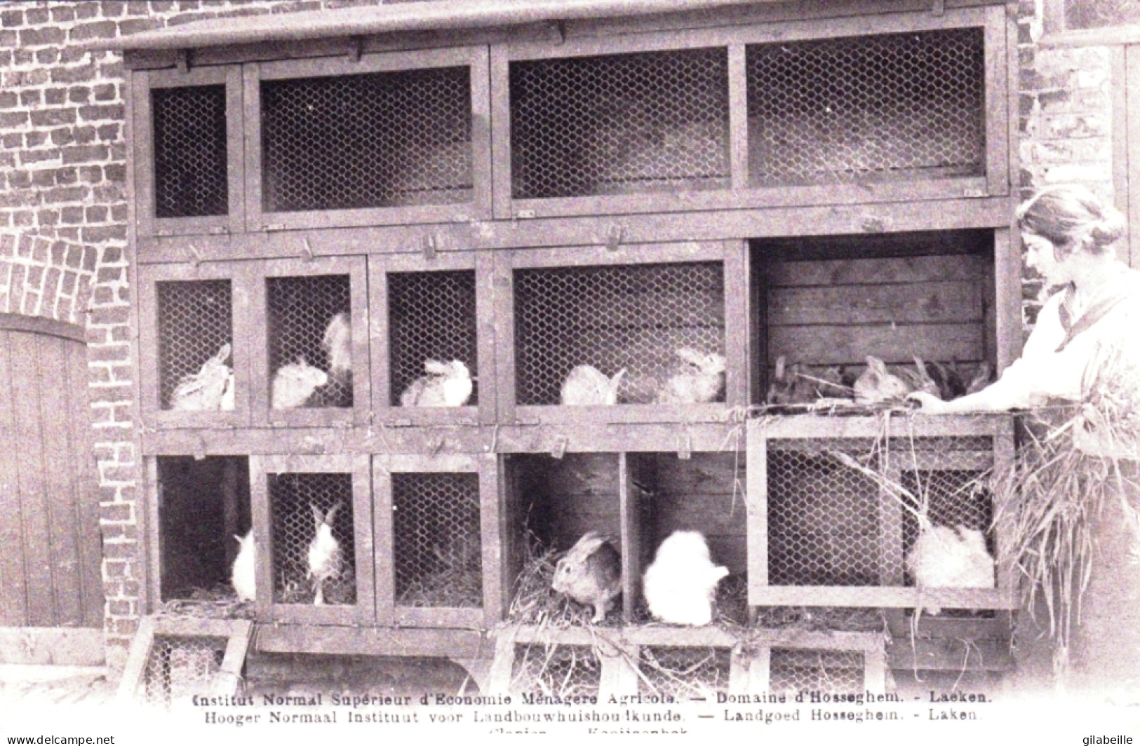 LAEKEN - BRUXELLES - Institut Normal Superieur D Economie Menagere Agricole - Hosseghem - Clapiers A Lapins - Laeken