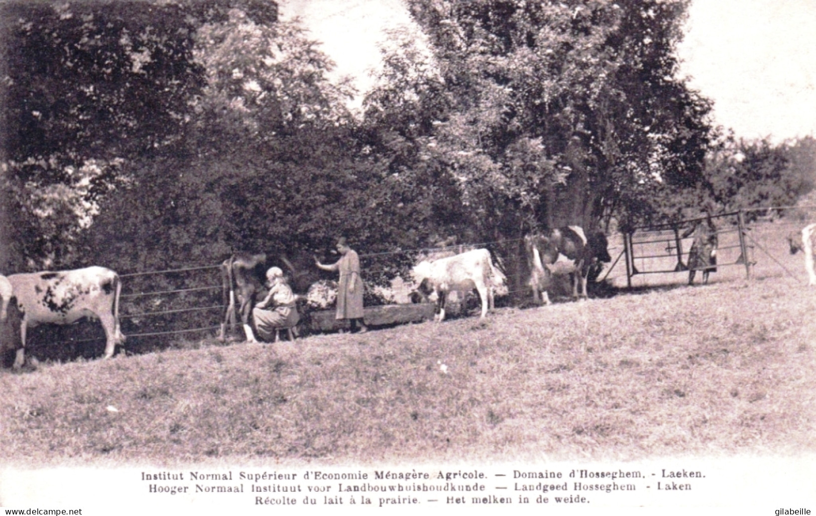 LAEKEN - BRUXELLES - Institut Normal Superieur D Economie Menagere Agricole - Hosseghem -recolte Du Lait A La Prairie - Laeken