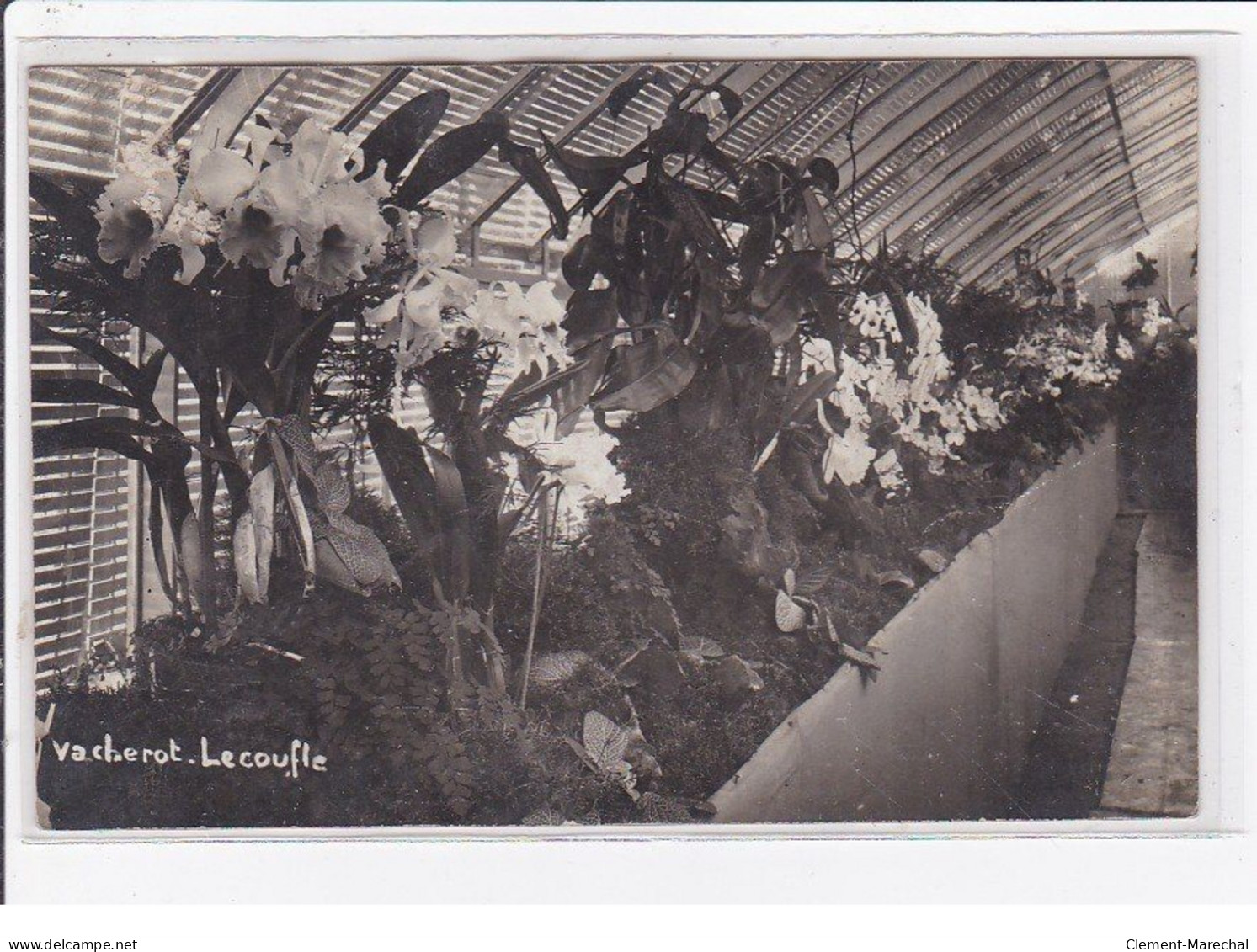 BOISSY SAINT LEGER : Carte Photo Des Serres (orchidées) De La Maison Vacherot Lecoufle (horticulteur) - Très Bon état - Boissy Saint Leger