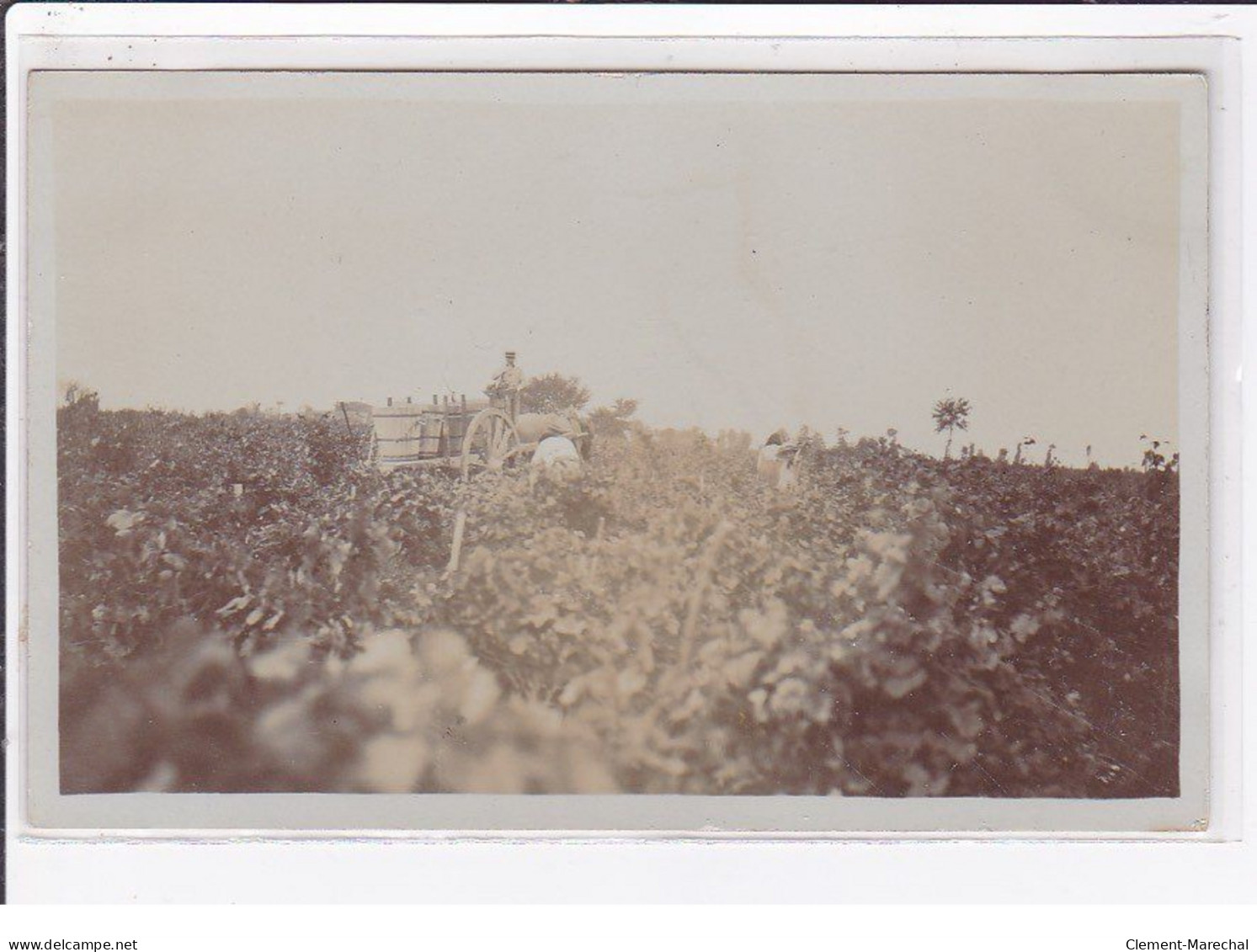 LARONNE (environs De Castelsarrasin) : Carte Photo Des Vendanges - Très Bon état - Otros & Sin Clasificación