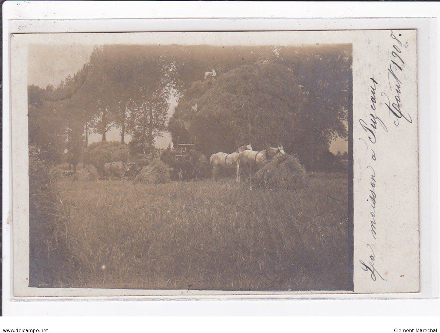 PUZEAUX : Carte Photo Des Moissons (fenaisons - Agriculture) - Très Bon état - Autres & Non Classés