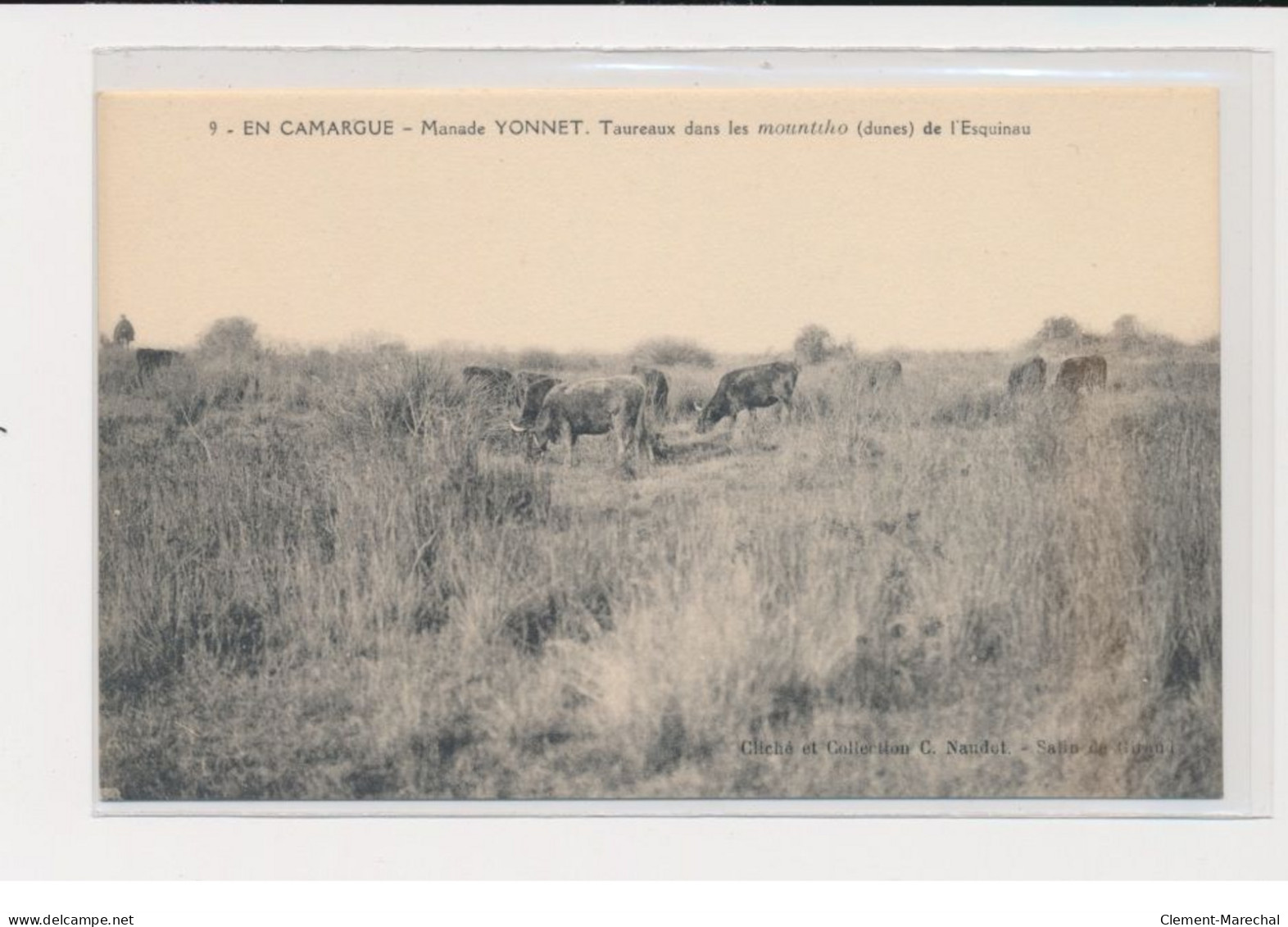 En Camargue - Manade Yonnet - Taureaux Dans Le Mountiho De L'Esquinau - Très Bon état - Sonstige & Ohne Zuordnung