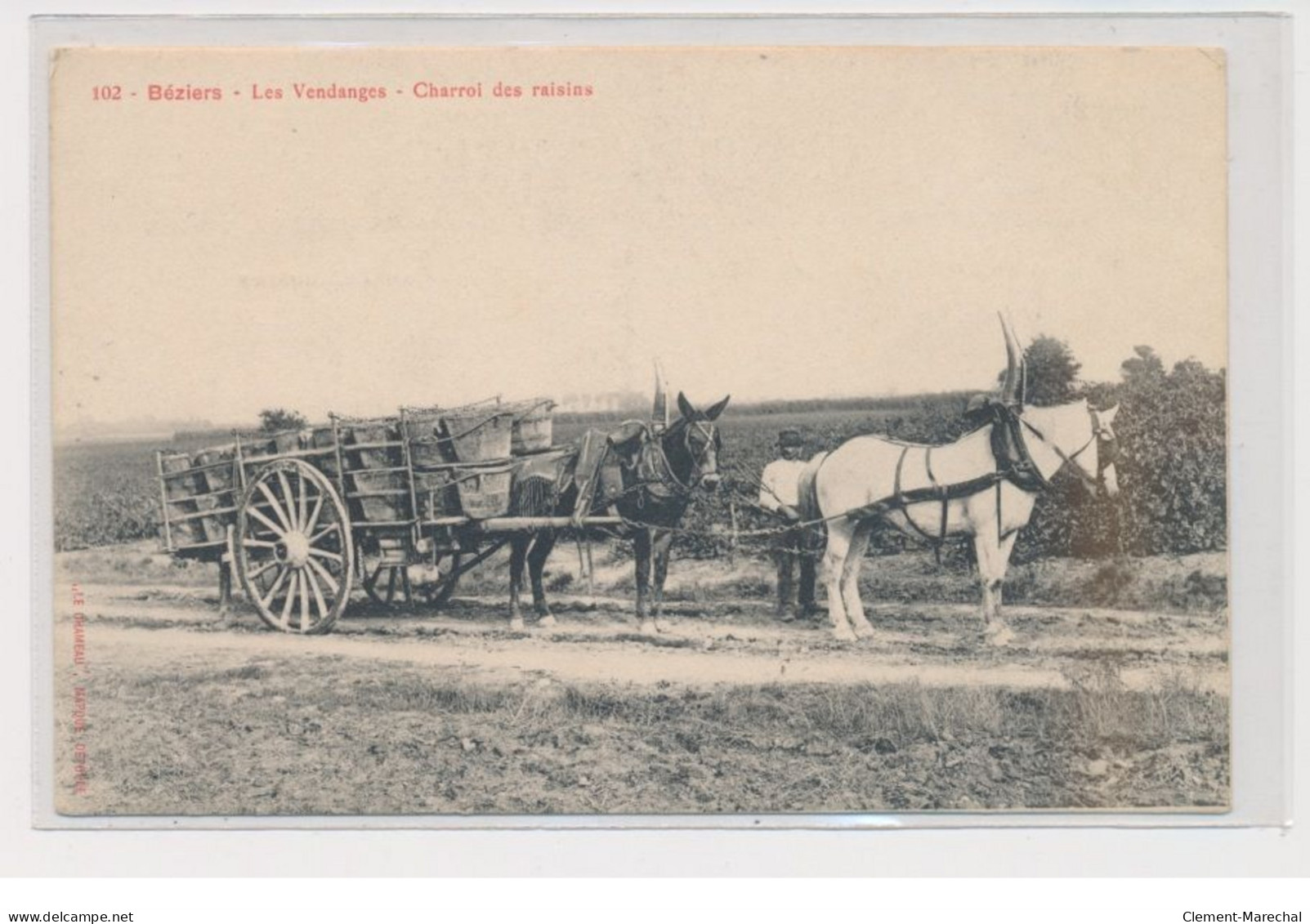 BEZIERS - Les Vendanges - Charroi Des Raisins - Très Bon état - Beziers