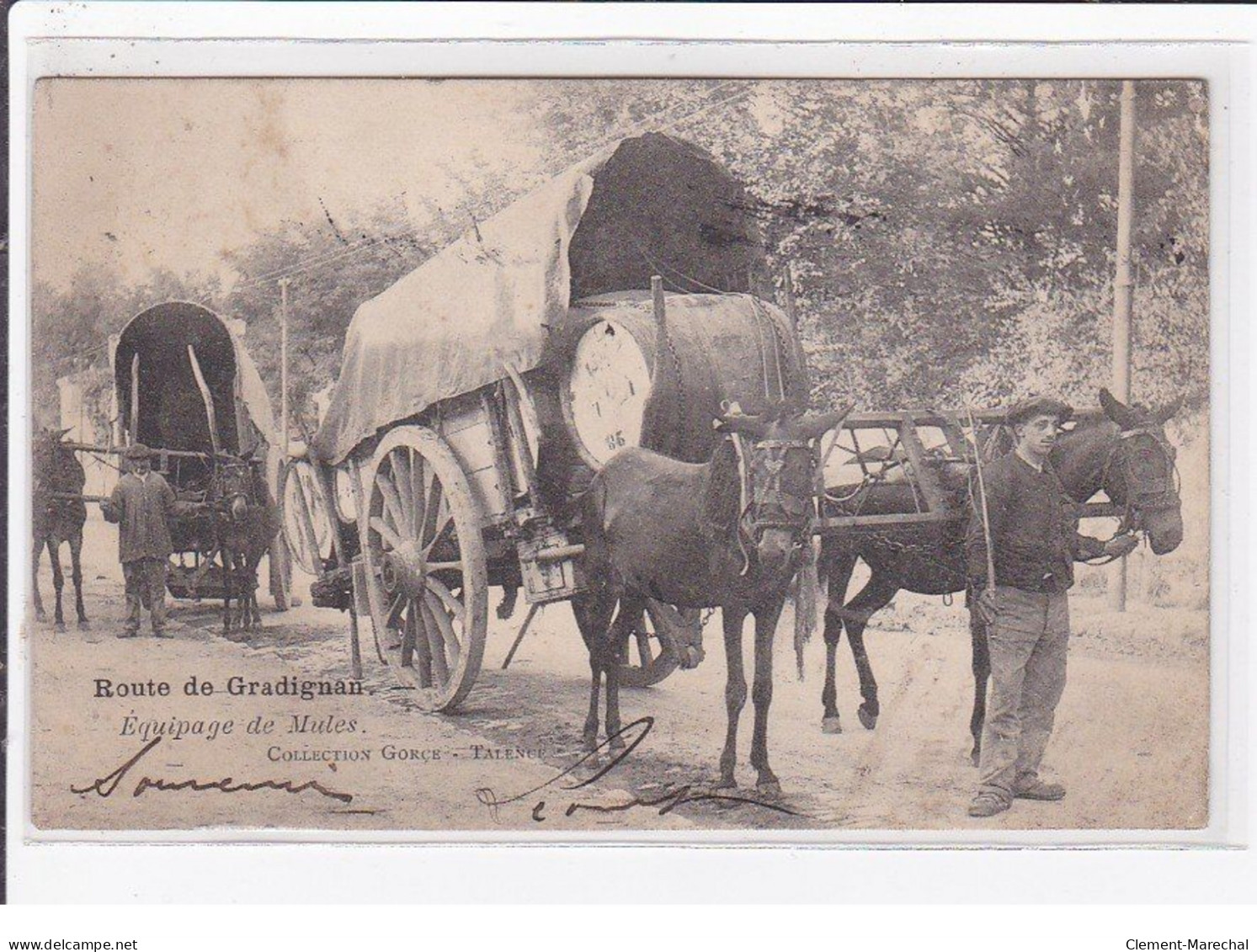 GRADIGNAN : Un équipage De Mules Sur La Route (attelage) - Très Bon état - Gradignan