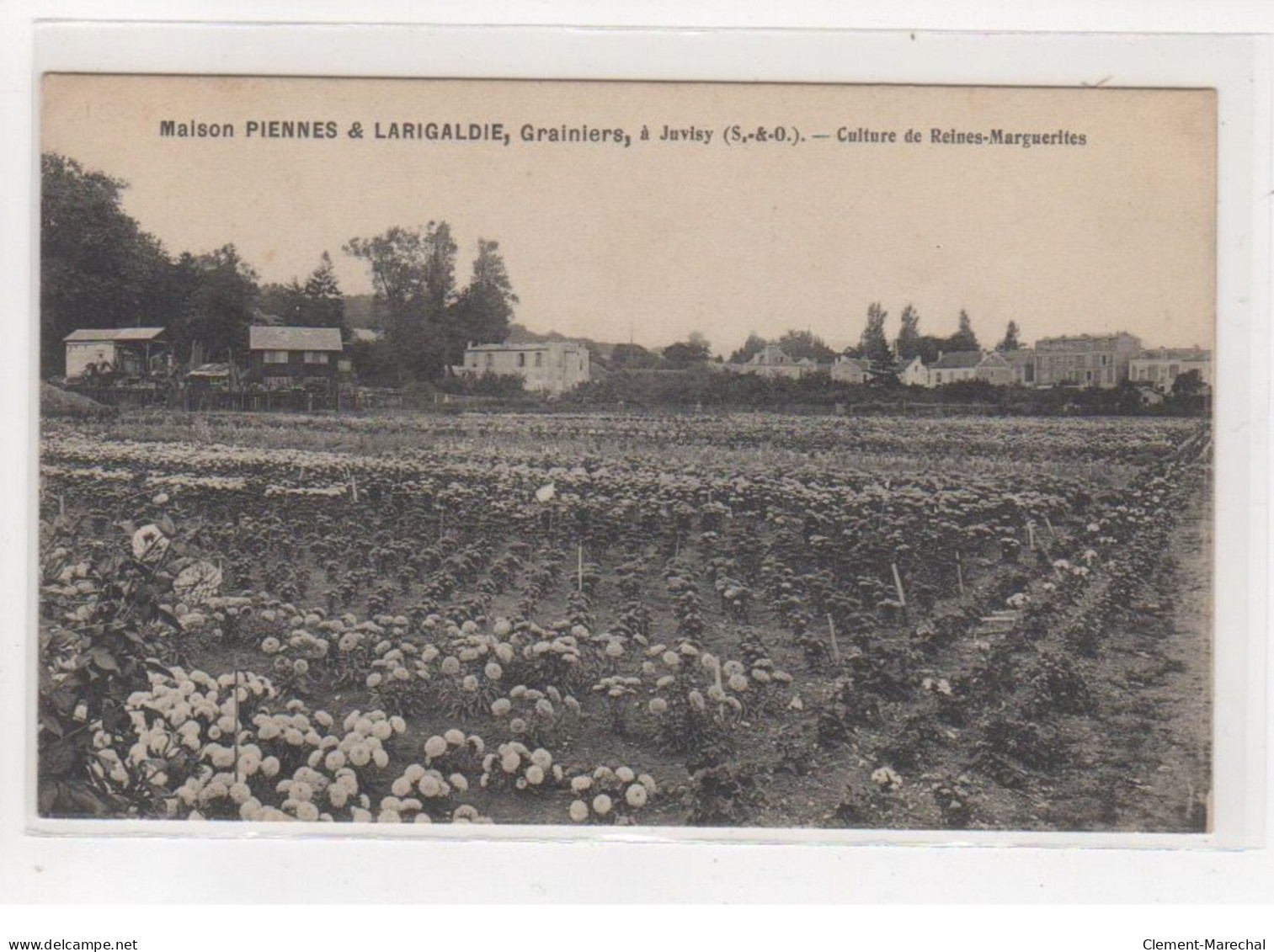 JUVISY : Maison Piennes Et Larigaldie, Grainiers - Culture De Reines Marguerites (fleurs - Horticulture)- Très Bon état - Juvisy-sur-Orge