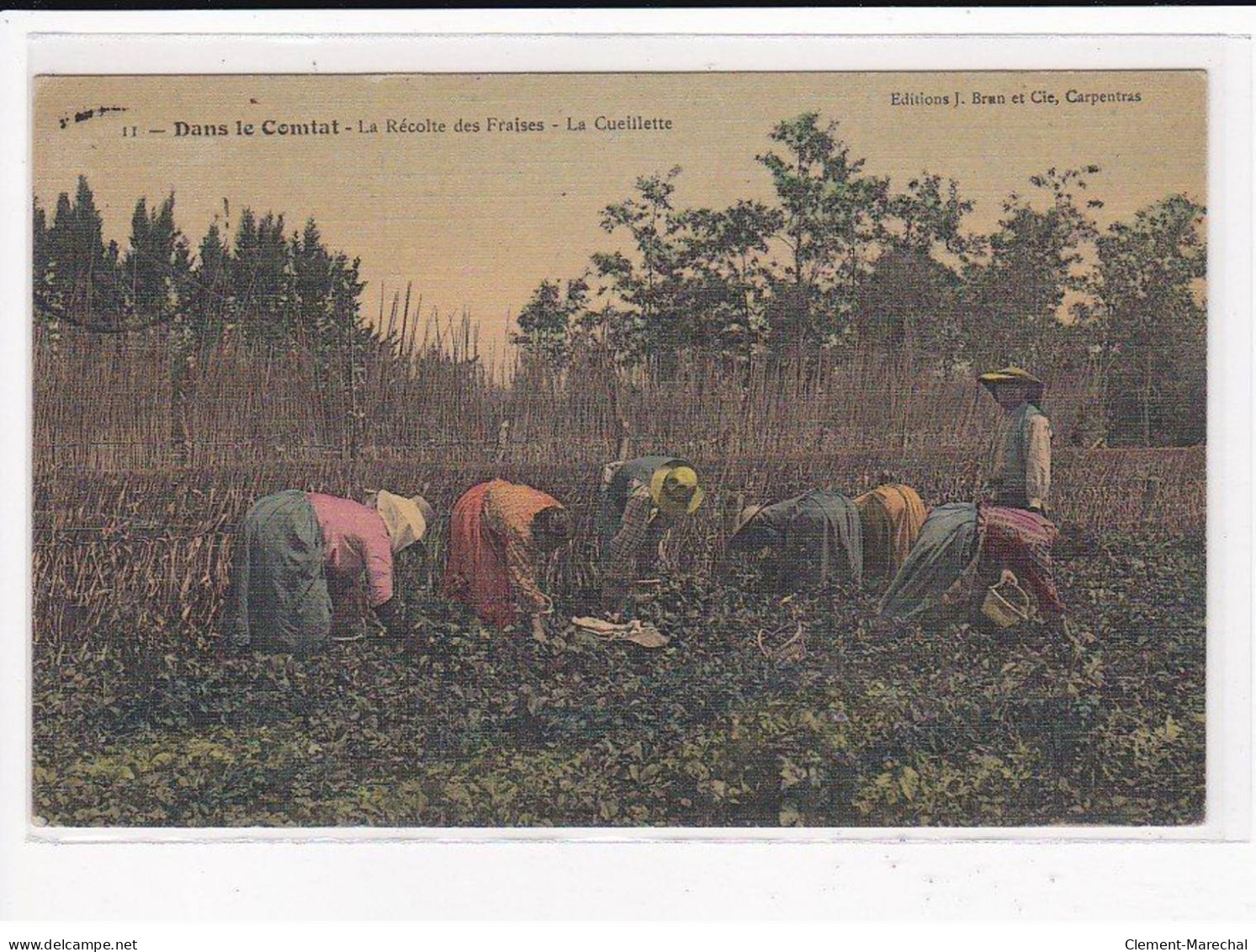 Dans le COMTAT : La Récolte des Fraises, Lot de 5 Cartes postales - état