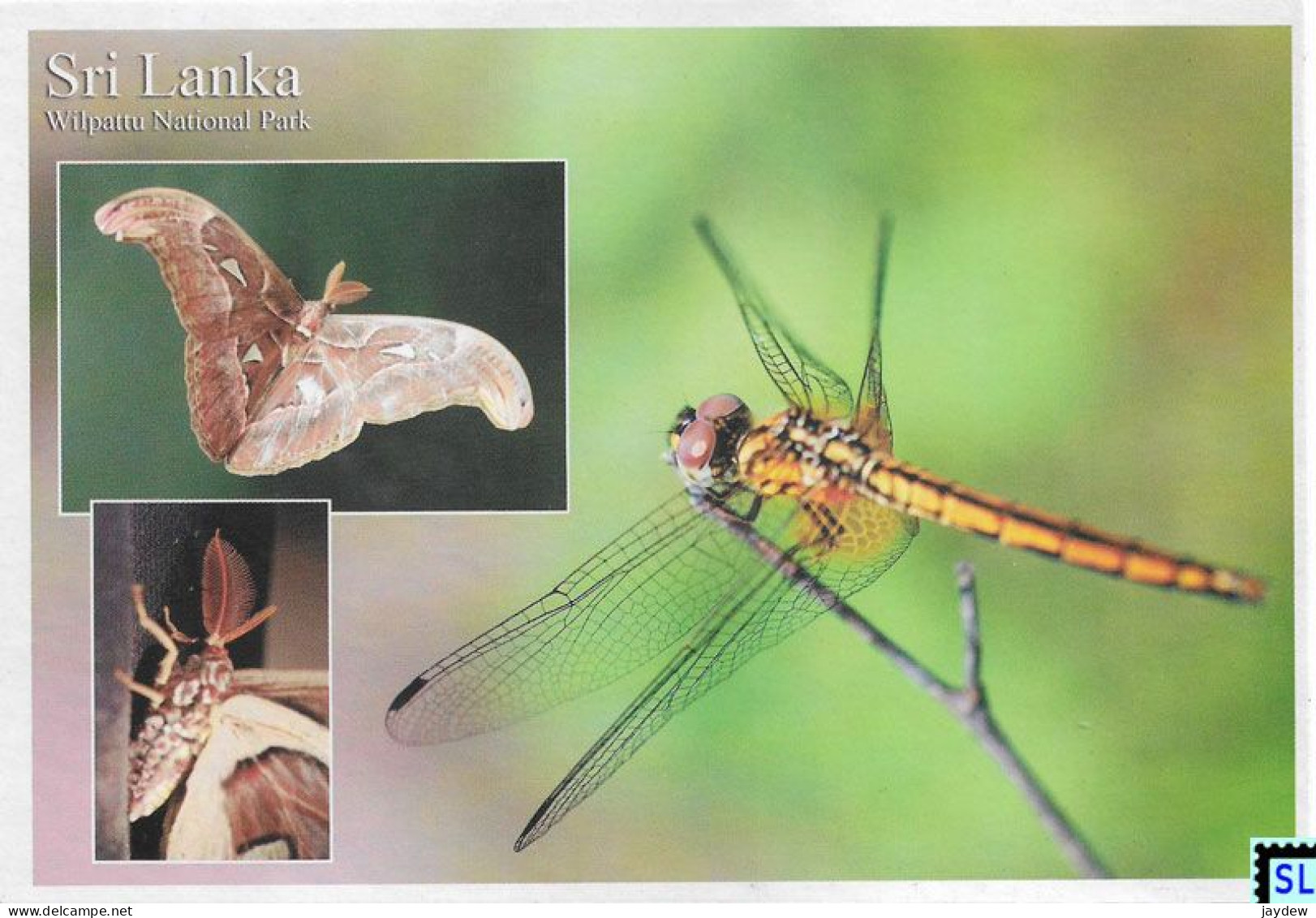 Sri Lanka Postcards, Wilpattu National Park, Dragonfly, Butterfly, Postcrossing - Sri Lanka (Ceylon)