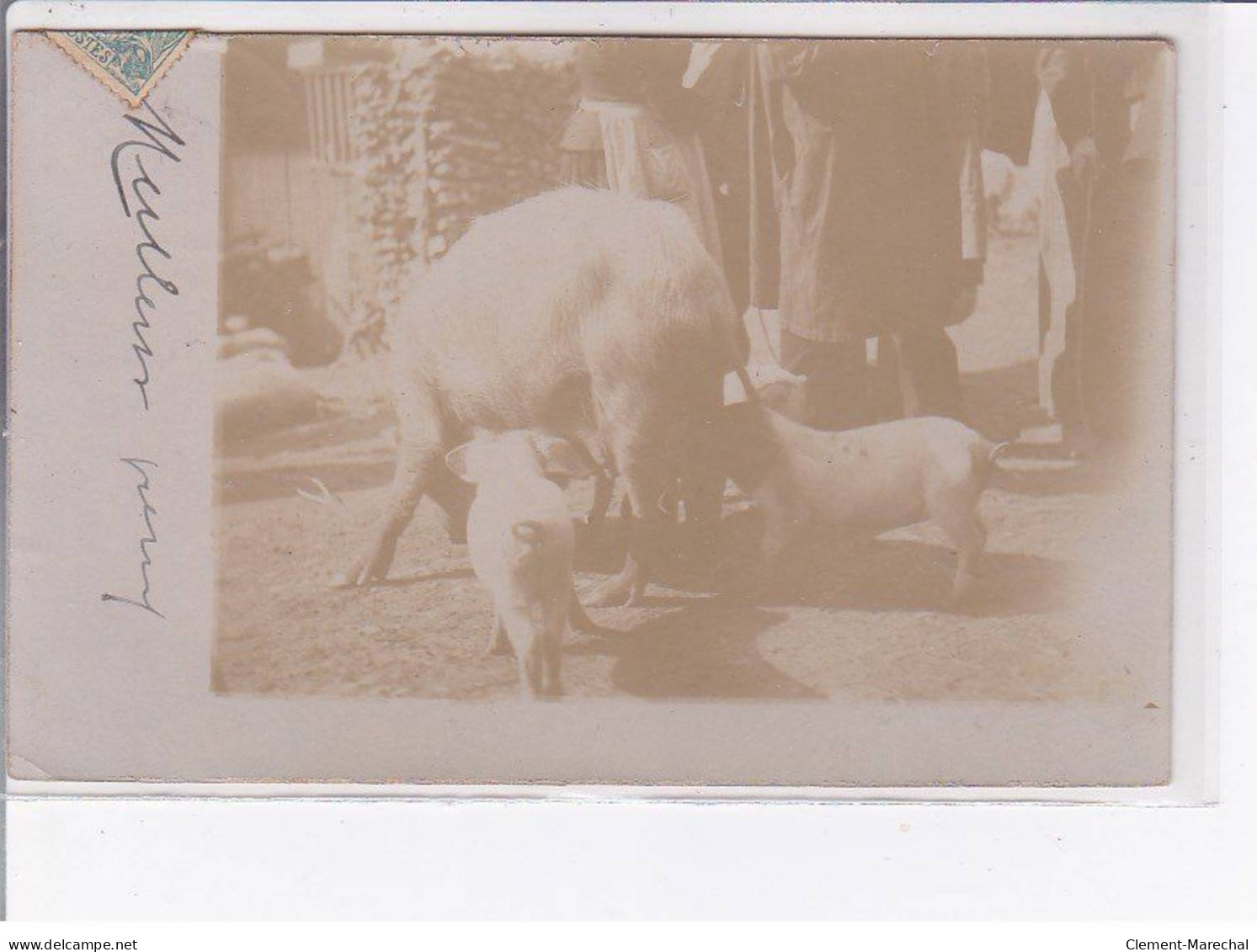 VIVIERS - Carte-photo - Cochons - Intérieur De Ferme - Très Bon état - Viviers