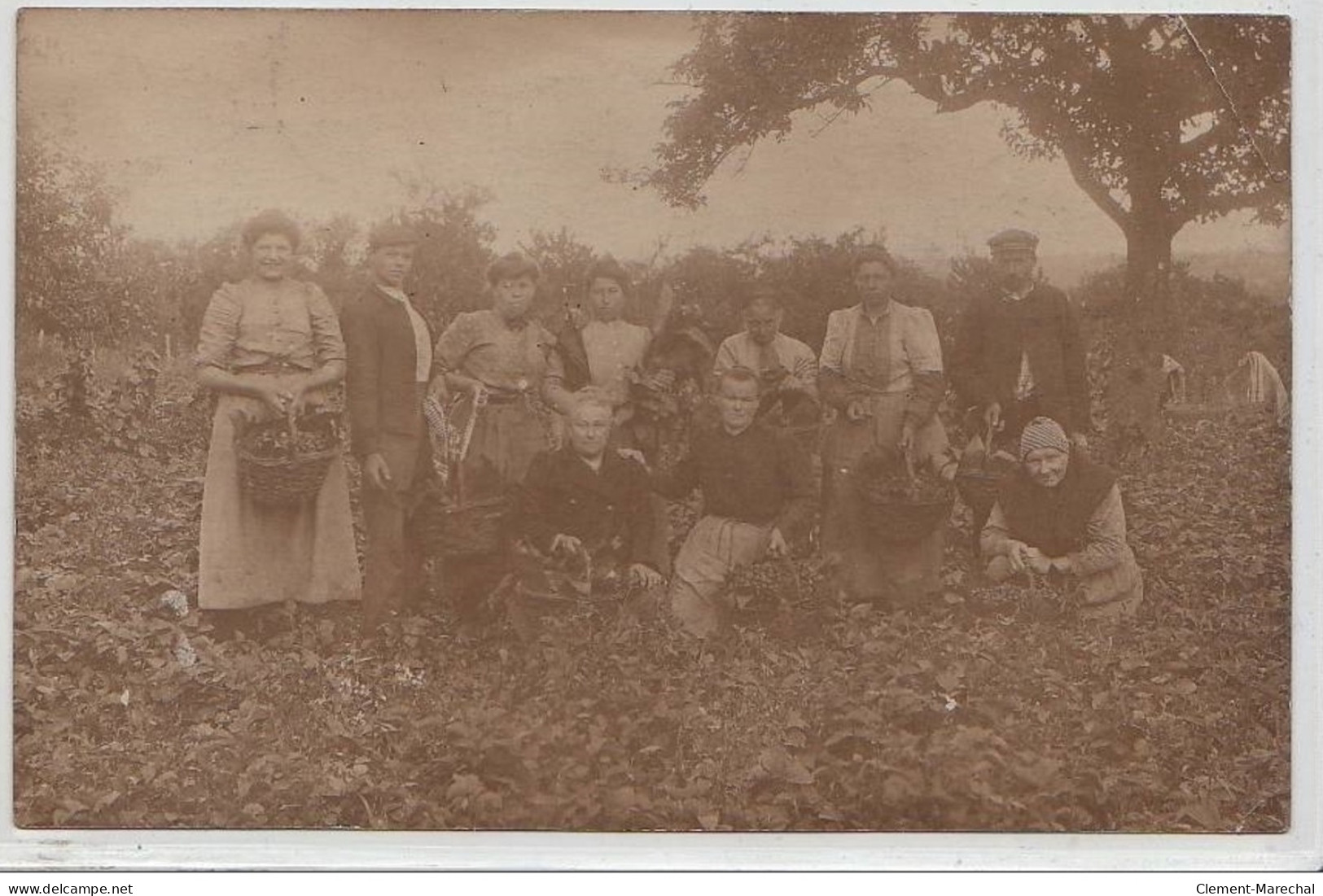 VERRIERES LE BUISSON : Carte Photo De La Cueillette Des Fraises En 1908 - Bon état (un Coin Plié) - Verrieres Le Buisson