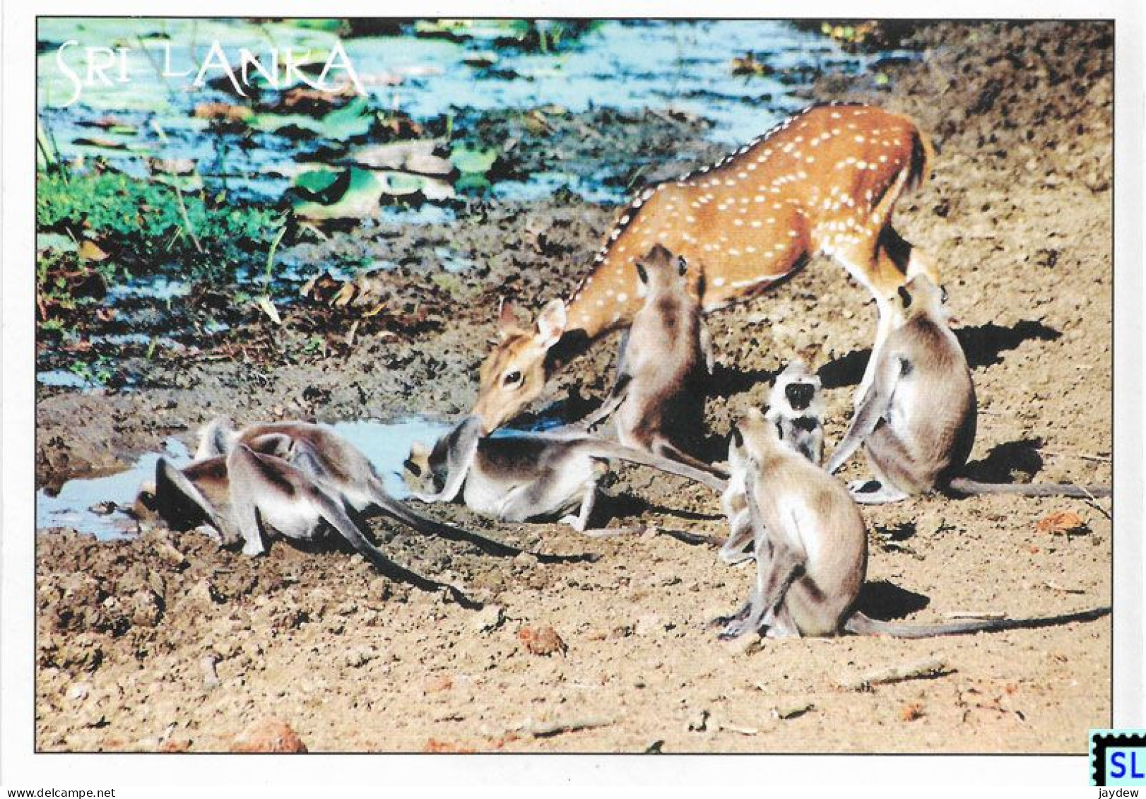 Sri Lanka Postcards, Spotted Deer, Postcrossing - Sri Lanka (Ceylon)