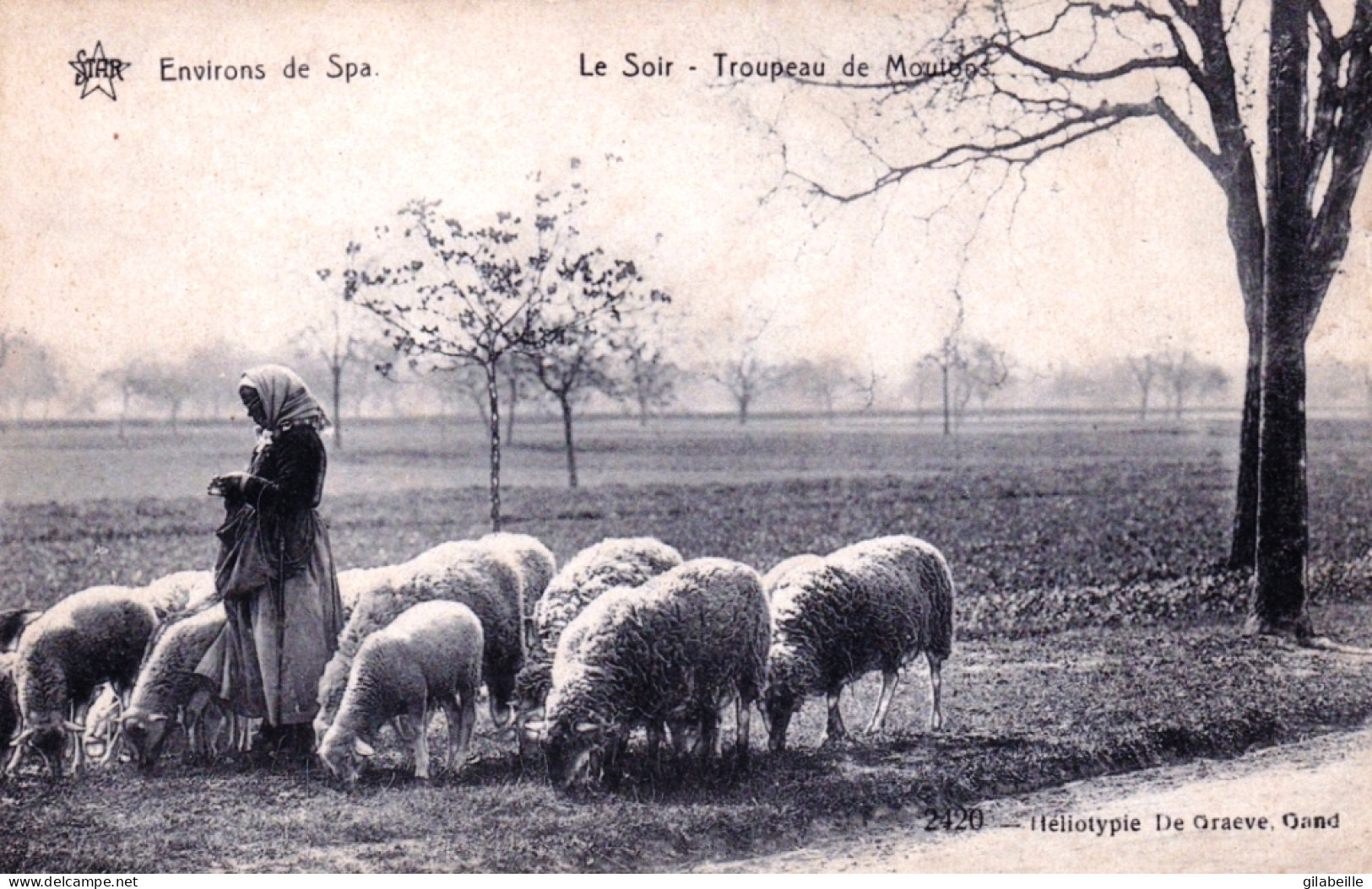 Liege - Environs De SPA - Le Soir - Troupeau De Moutons - Spa