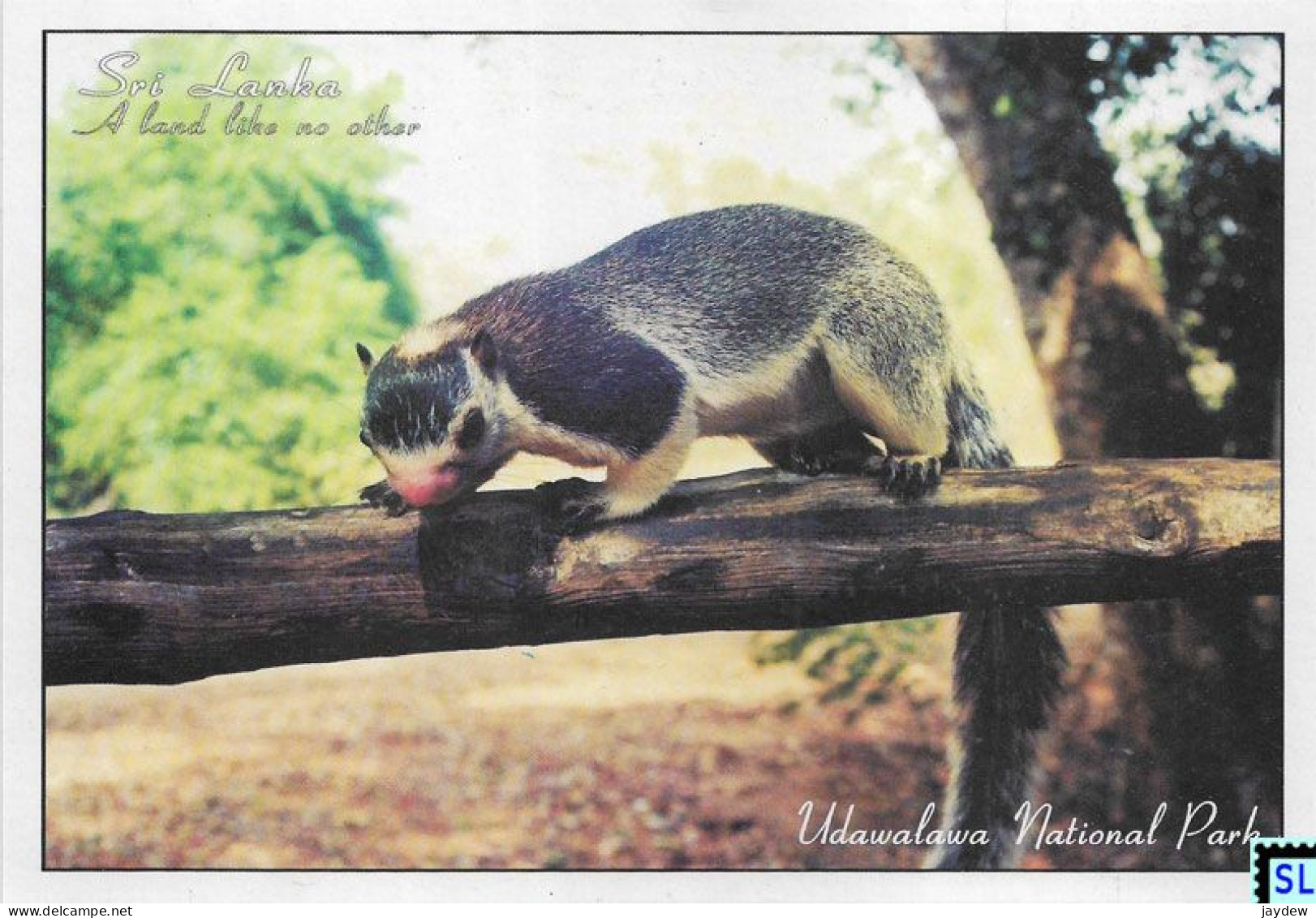 Sri Lanka Postcards, Giant Squirrel, Udawalawa National Park, Postcrossing - Sri Lanka (Ceilán)