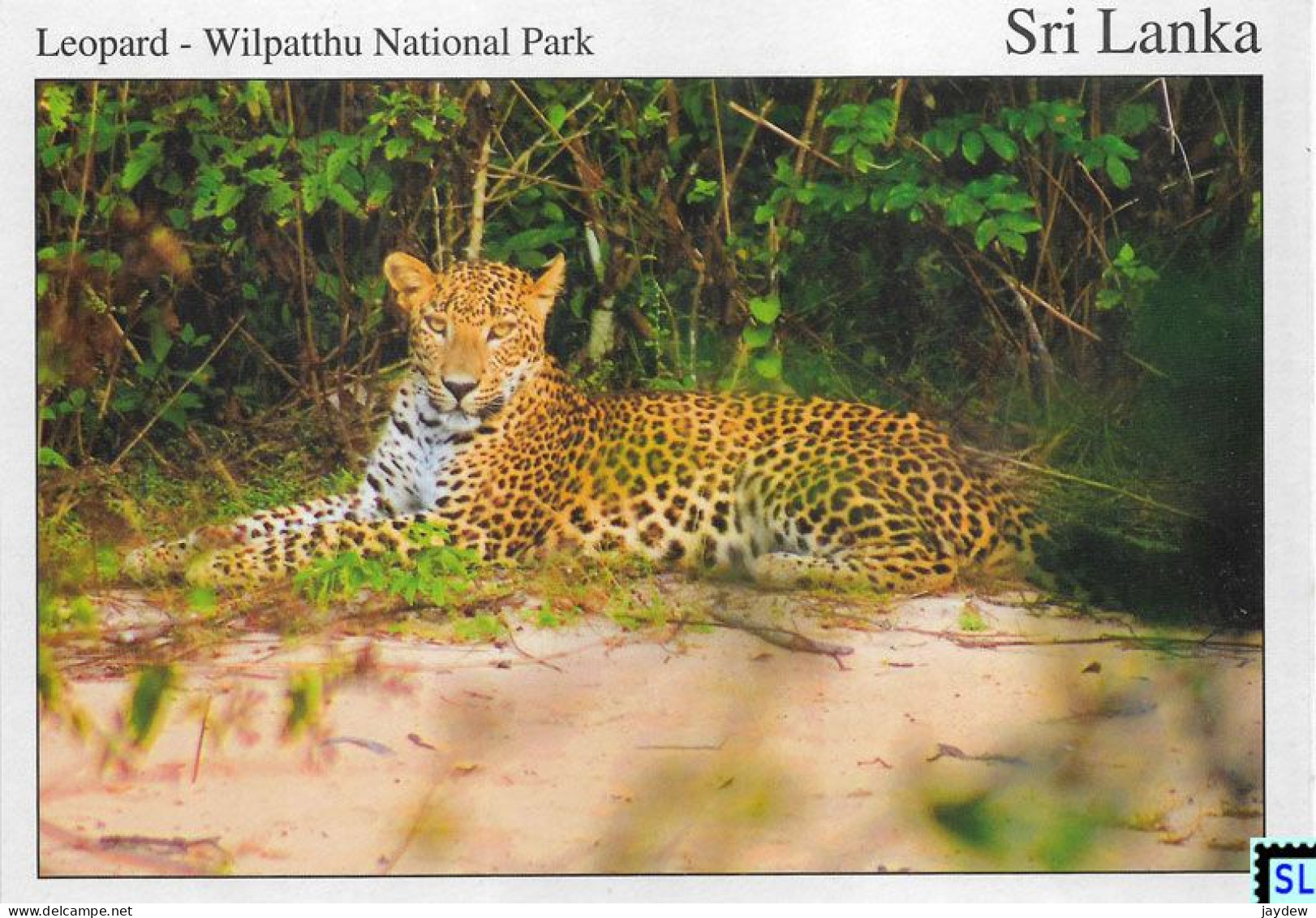 Sri Lanka Postcards, Leopard, Wilpattu National Park, Postcrossing - Sri Lanka (Ceylon)