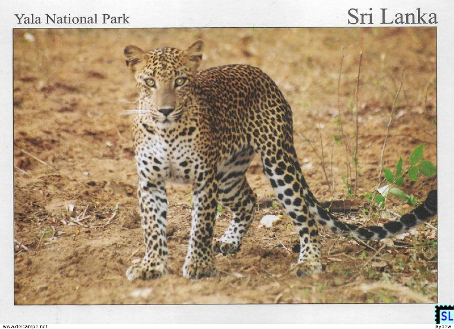 Sri Lanka Postcards, Leopard, Yala National Park, Postcrossing - Sri Lanka (Ceylon)