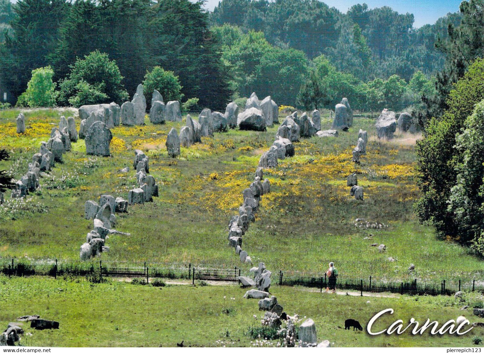 56 - Carnac - Les Alignements De Menhirs - Vue Aérienne - Carnac