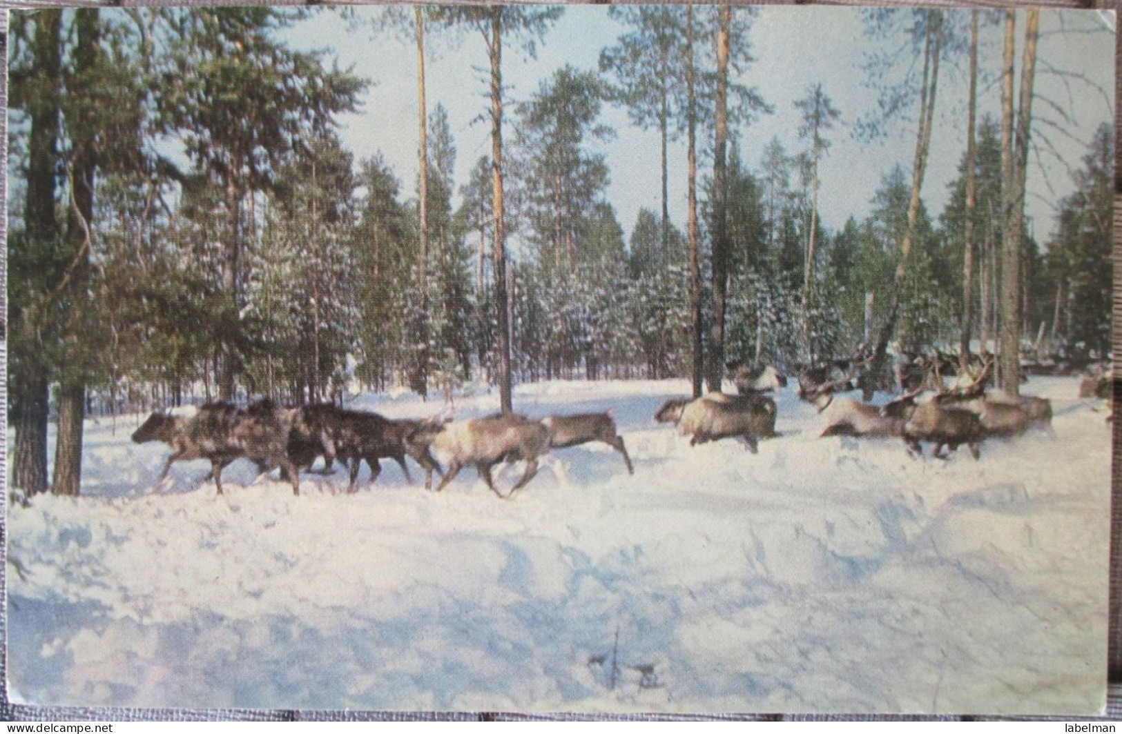 MOSCOW SOVIET USSR RUSSIA EUROPA REINDEER CARD KARTE CARTE POSTALE CARTOLINA POSTCARD ANSICHTSKARTE POSTKARTE - Russia