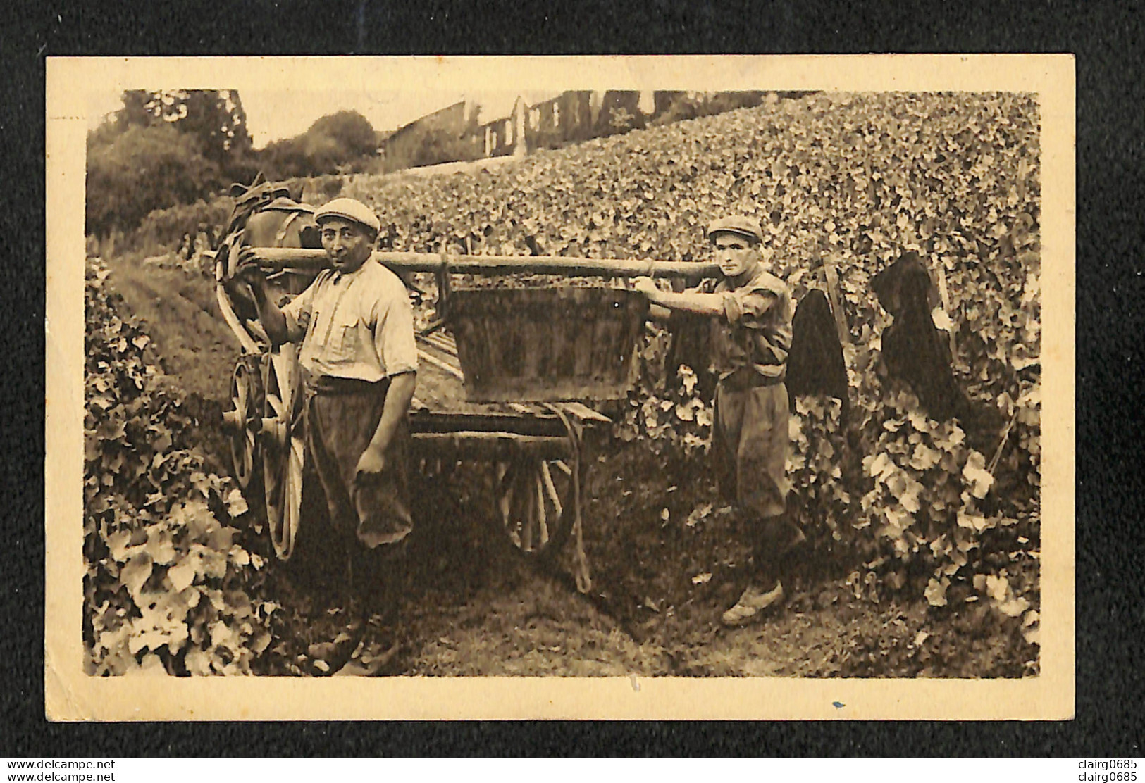 AGRICULTURE - VIGNES - LES VENDANGES - Porteurs De Bennes - Vignes