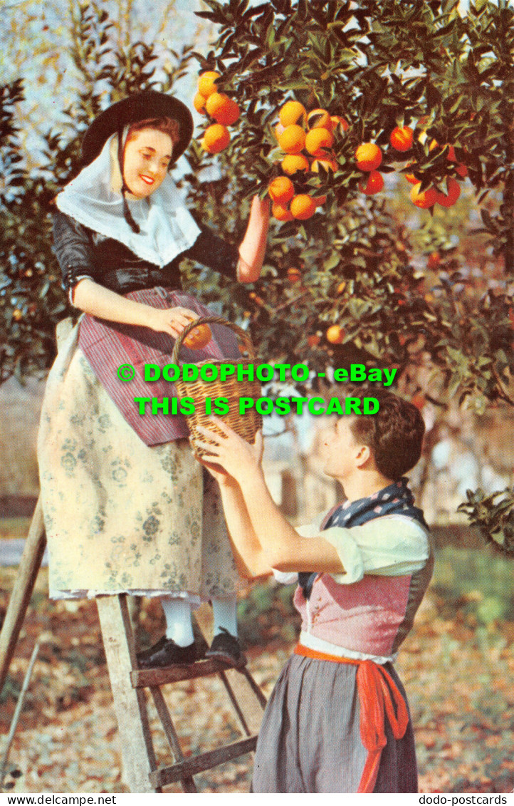 R528974 Mallorca. Baleares. Espana. Palma. Pareja Tipica Recogiendo Naranjas. Ca - Wereld