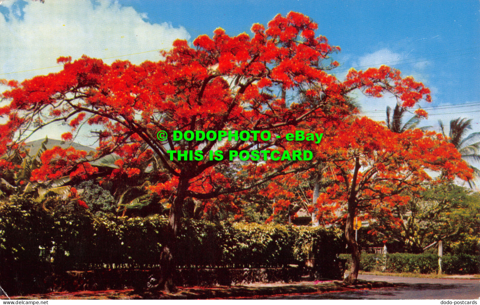R529480 Royal Poinciana. Flaming Tree. Tropical Grandeur. Jamaica. Mike Roberts. - Wereld