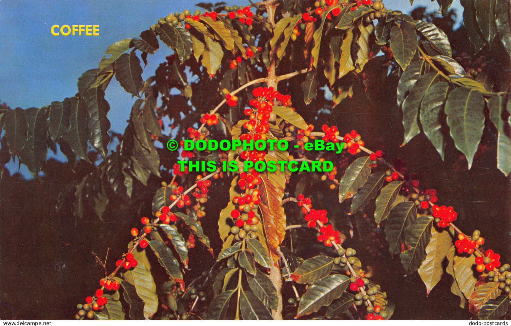 R529481 Coffee Berries. Blue Mountain. Jamaica. Mike Roberts. Novelty Trading - Wereld