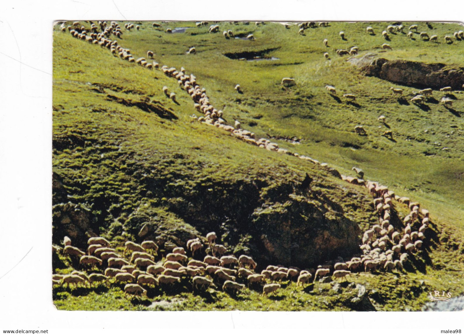 TRANSHUMANCE ,,,,   CARTE ECRITE 1980 ,,,,, - Viehzucht