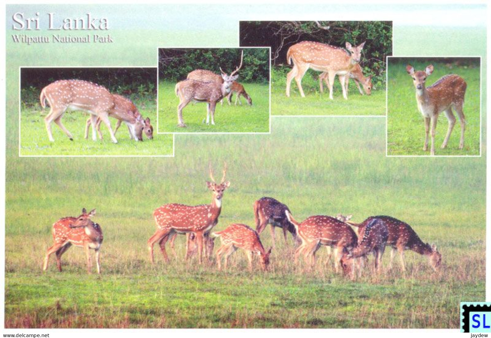 Sri Lanka Postcards, Deer, Wilpattu National Park, Postcrossing - Sri Lanka (Ceylon)