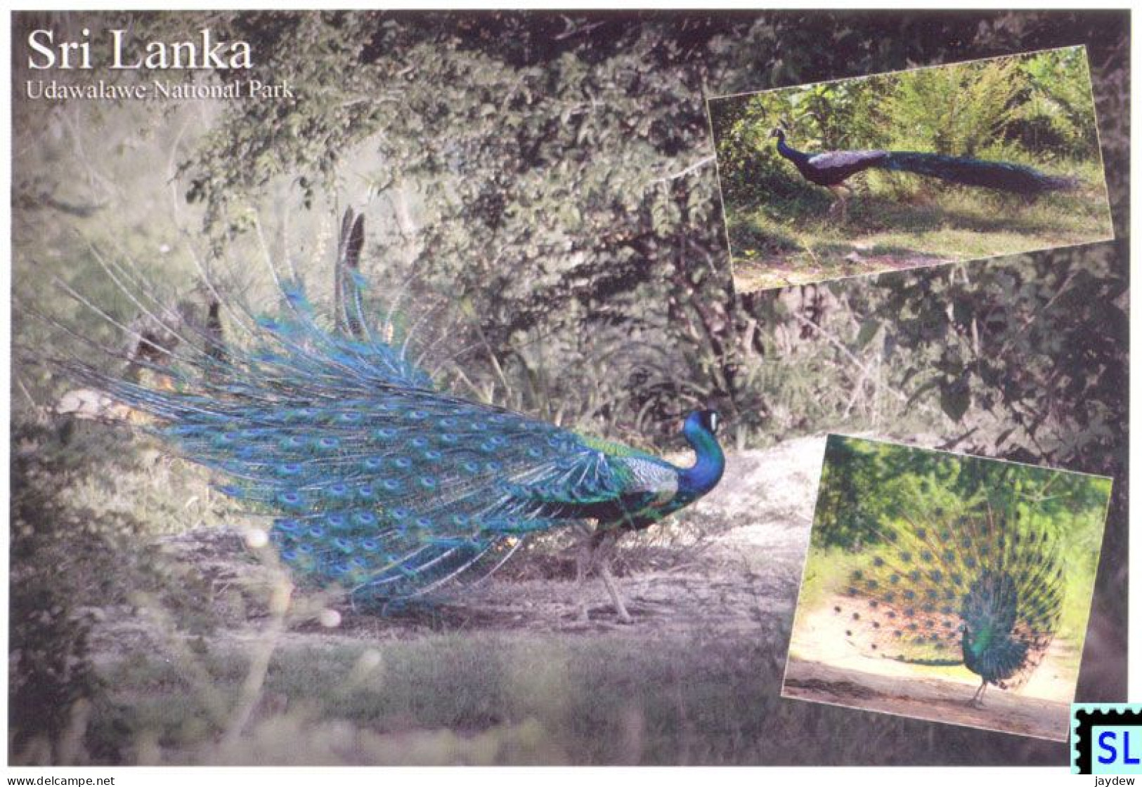 Sri Lanka Postcards, Peacock, Udawalawe National Park,Birds, Bird, Postcrossing - Sri Lanka (Ceilán)