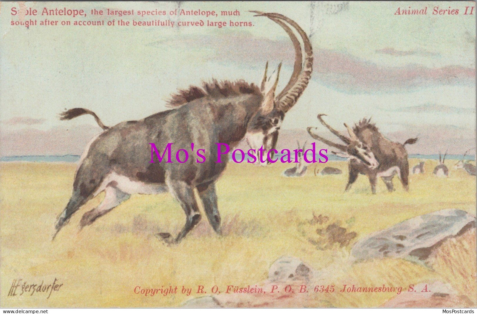 Animals Postcard - Sable Antelope, South Africa   DZ219 - Andere & Zonder Classificatie