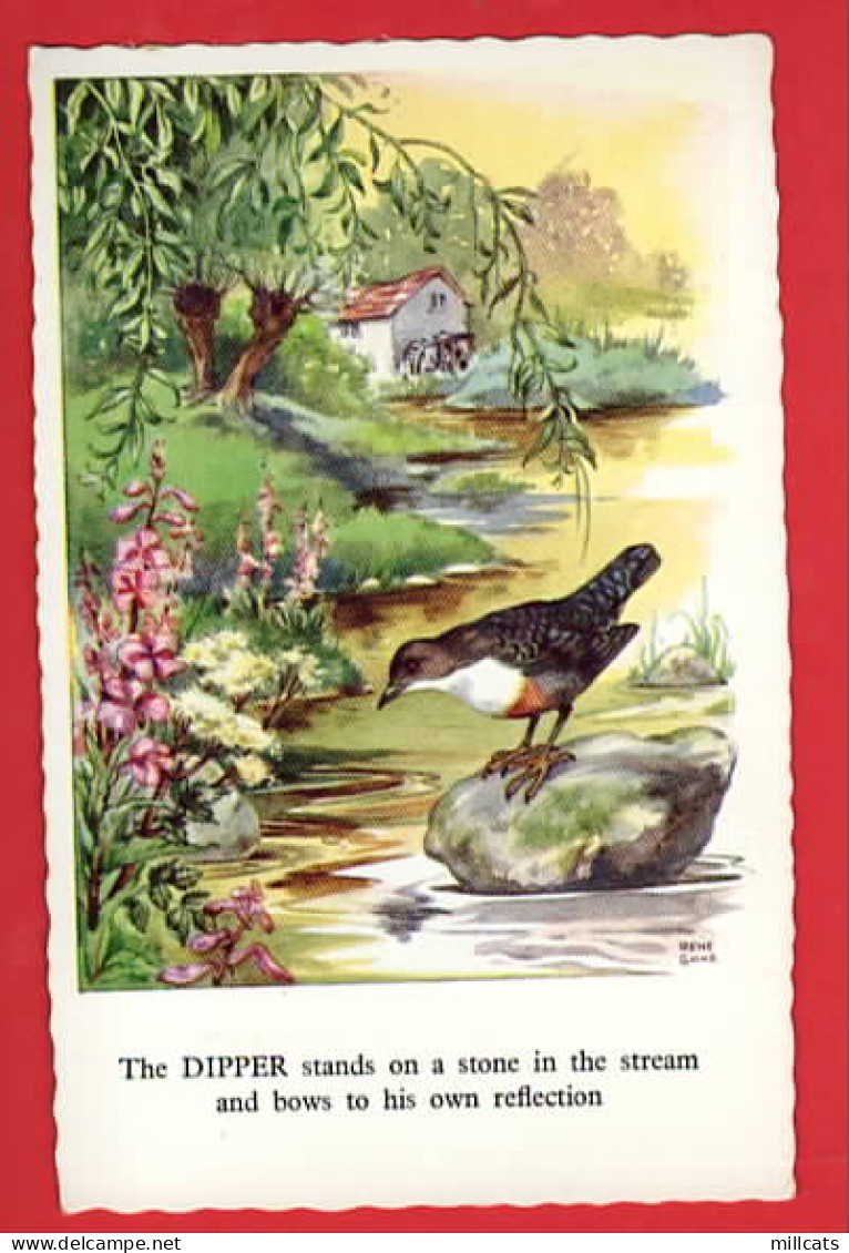 BIRDS  OISEAU   DIPPER  OISEAU COLINE ART BY RENE CLOKE  - Vogels