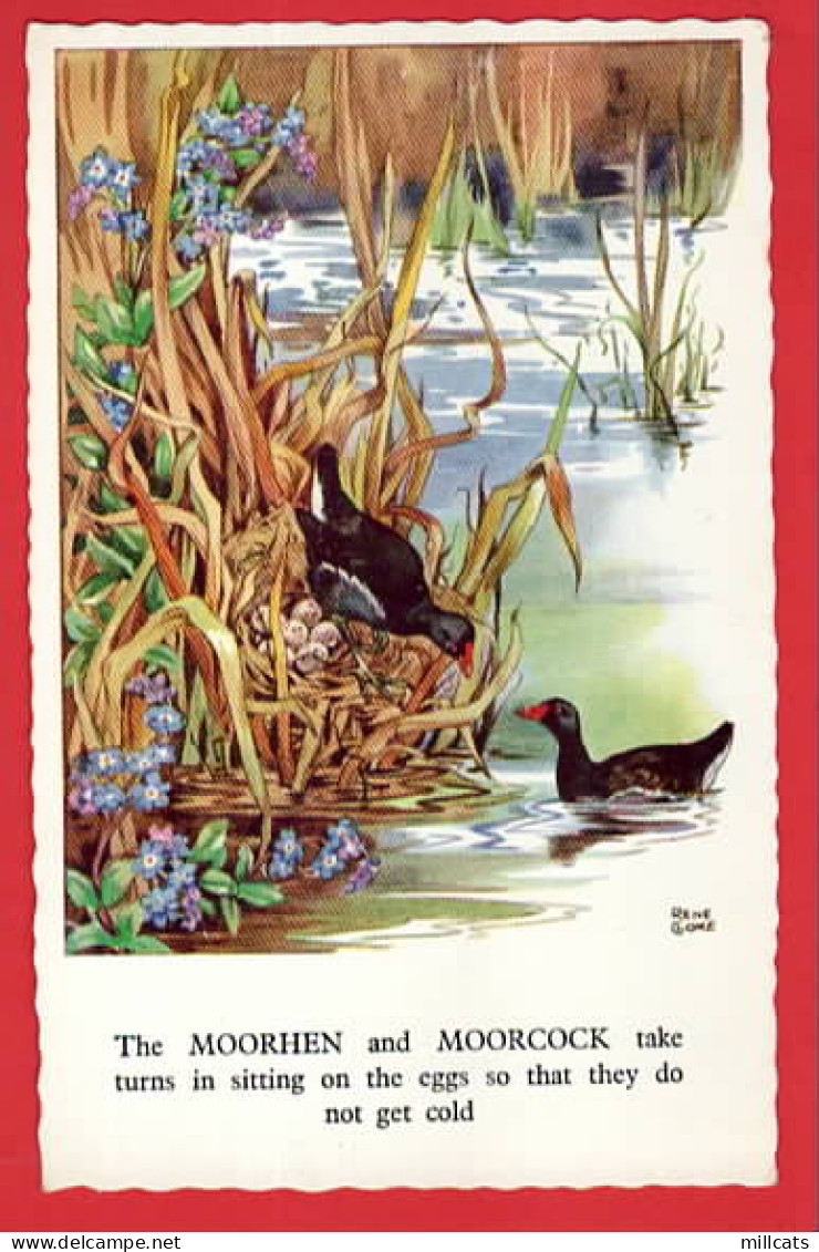 BIRDS  OISEAU   MOORHEN AND MOORCOCK  OISEAU POULE MAURE +  MARQUE D'EAU ART BY RENE CLOKE  - Oiseaux