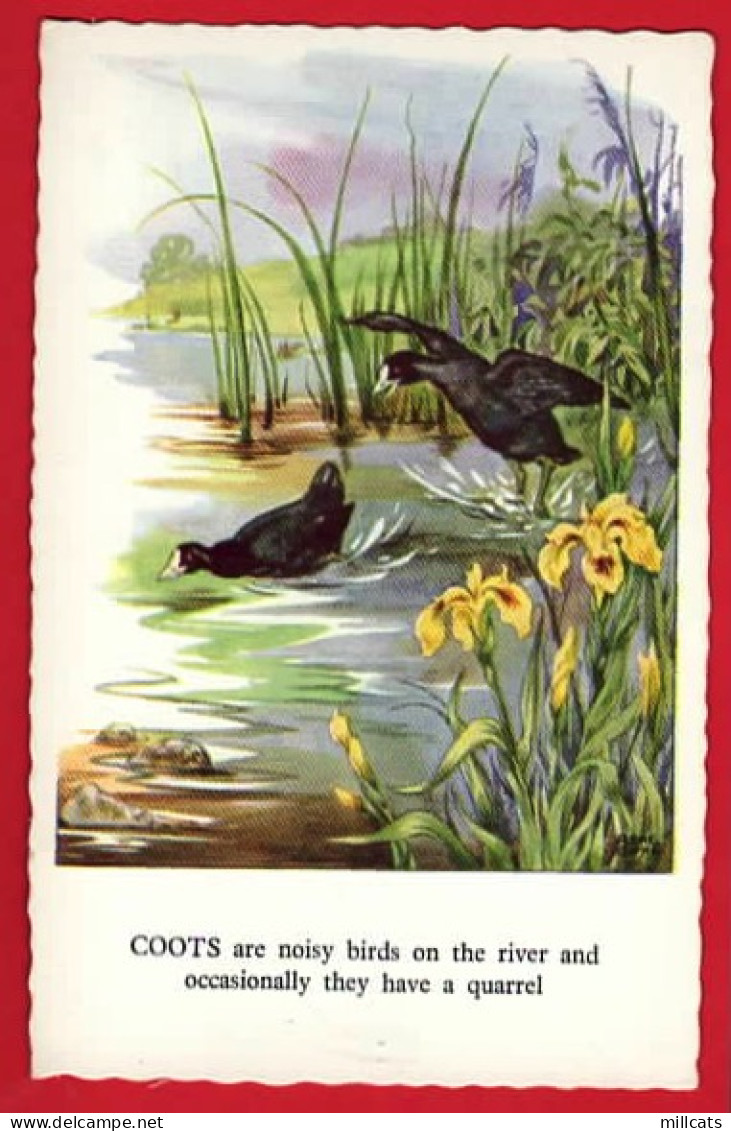 BIRDS  OISEAU   COOTS  FOULKES ART BY RENE CLOKE  - Birds