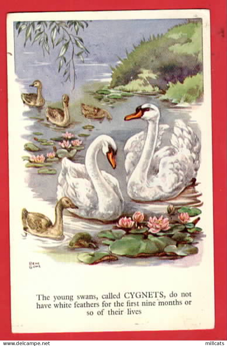BIRDS  OISEAU  SWANS  CYGNES ART BY RENE CLOKE  Pu 1953 - Vogels