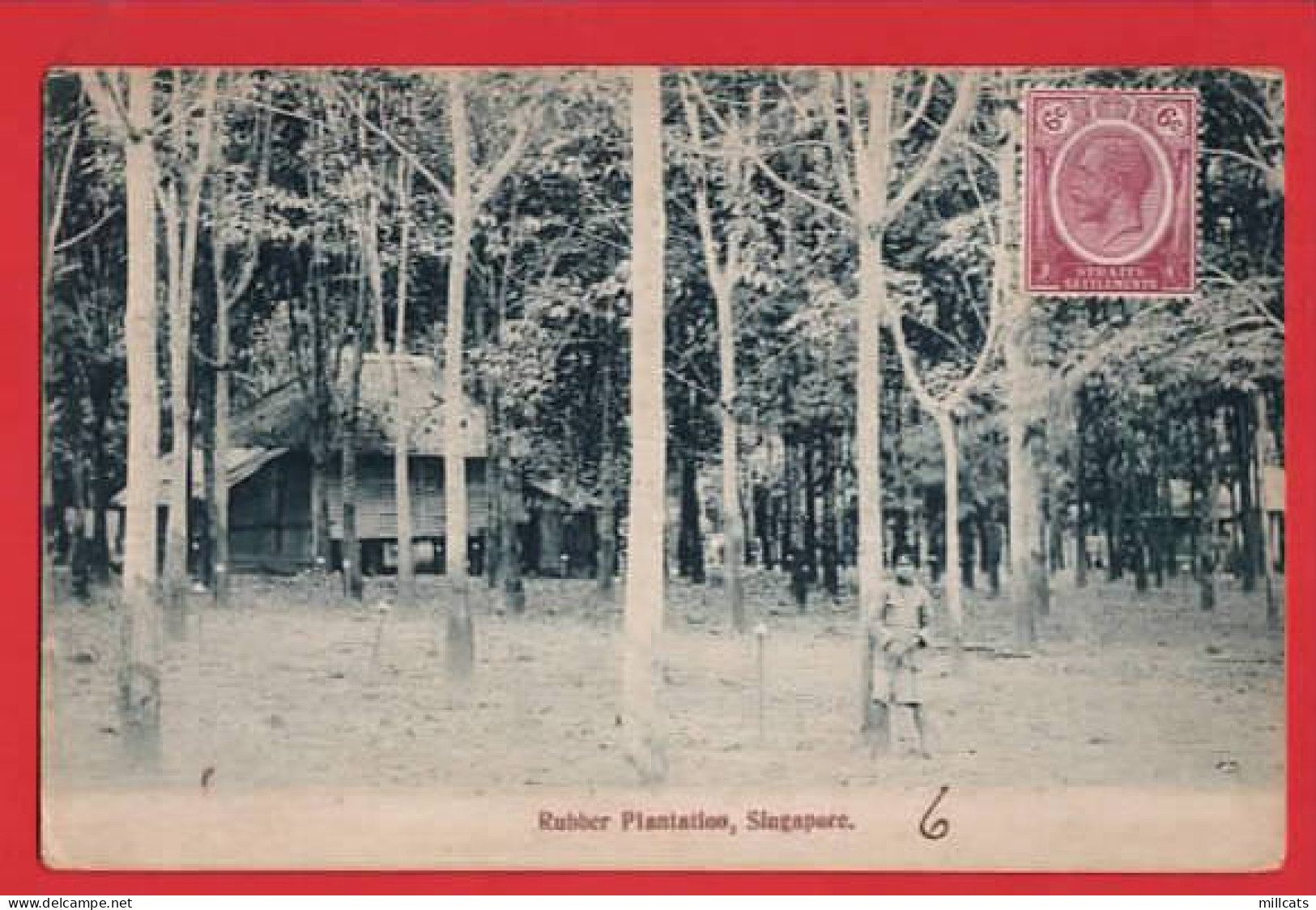 SINGAPORE  RUBBER PLANTATION  - Singapour