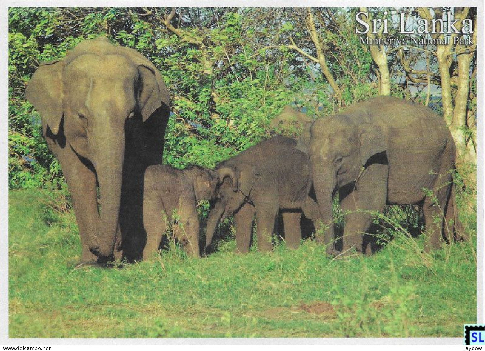 Sri Lanka Postcards, Elephants, Minneriya National Park, Postcrossing - Sri Lanka (Ceilán)
