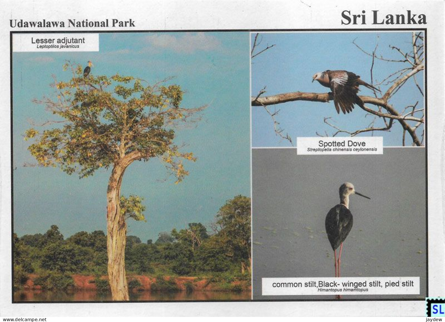 Sri Lanka Postcards, Birds, Udawalawa National Park, Postcrossing - Sri Lanka (Ceylon)