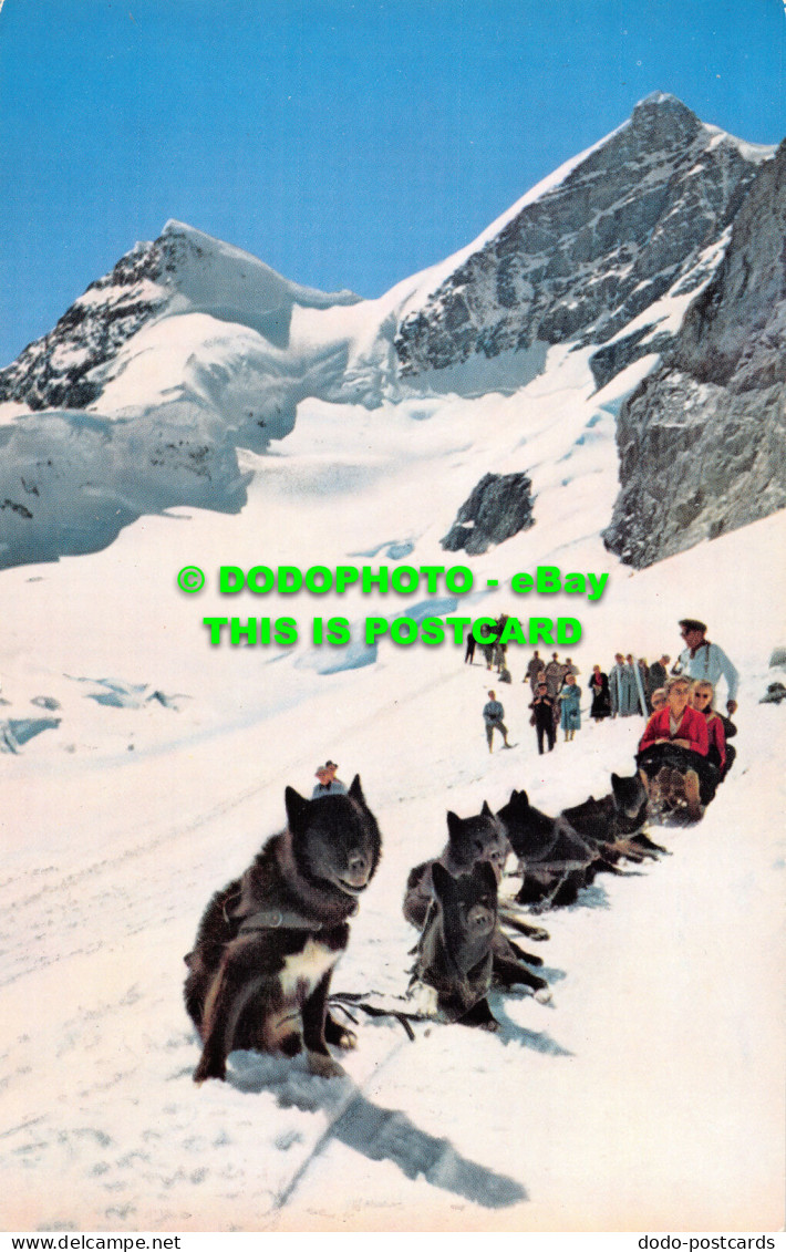 R528708 Jungfraujoch. Polarhunde. H. Meier. Postcard - Wereld