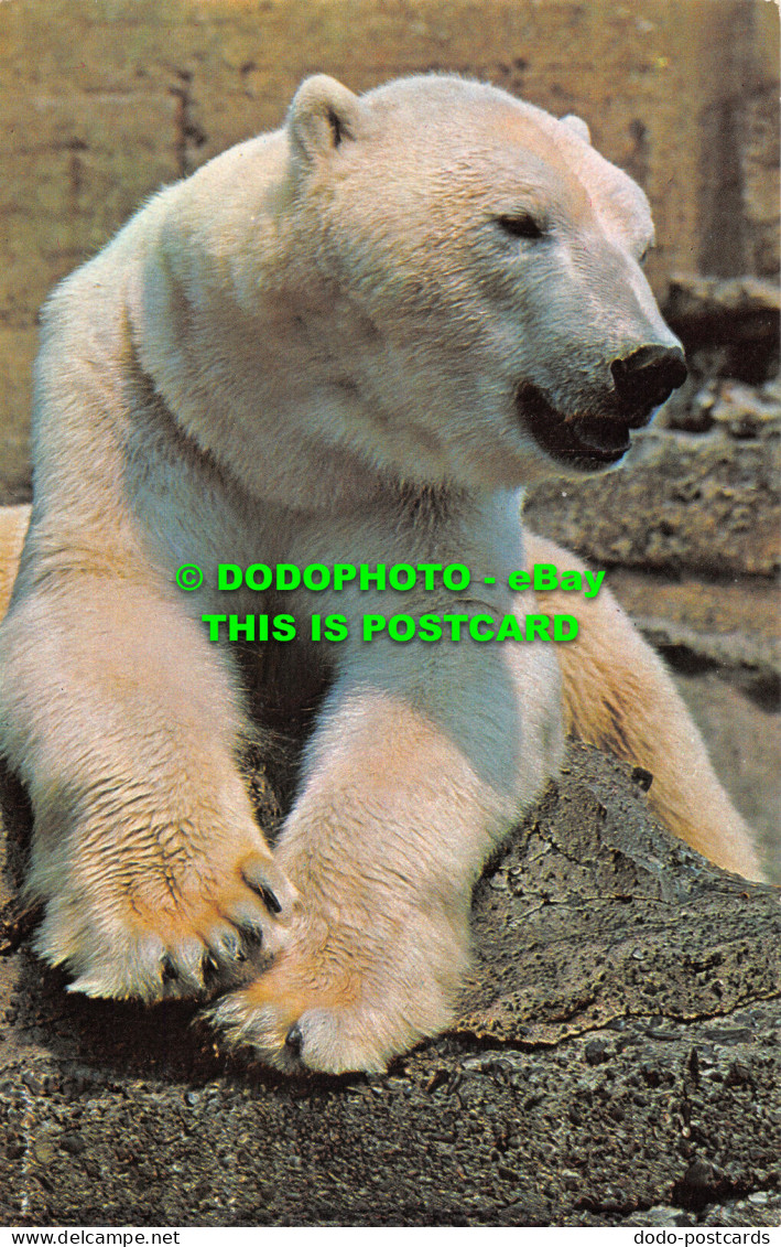 R528711 Polar Bear. The Zoological Society Of London. M. Lyster - Autres & Non Classés