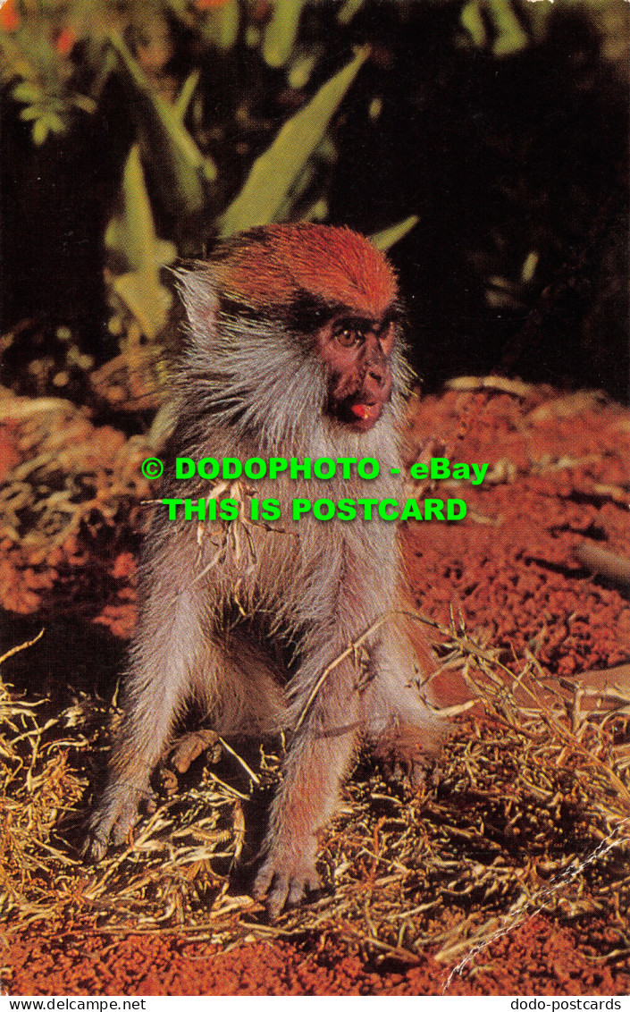 R528712 Wild Animals. Patas Monkey. J. Salmon - Wereld