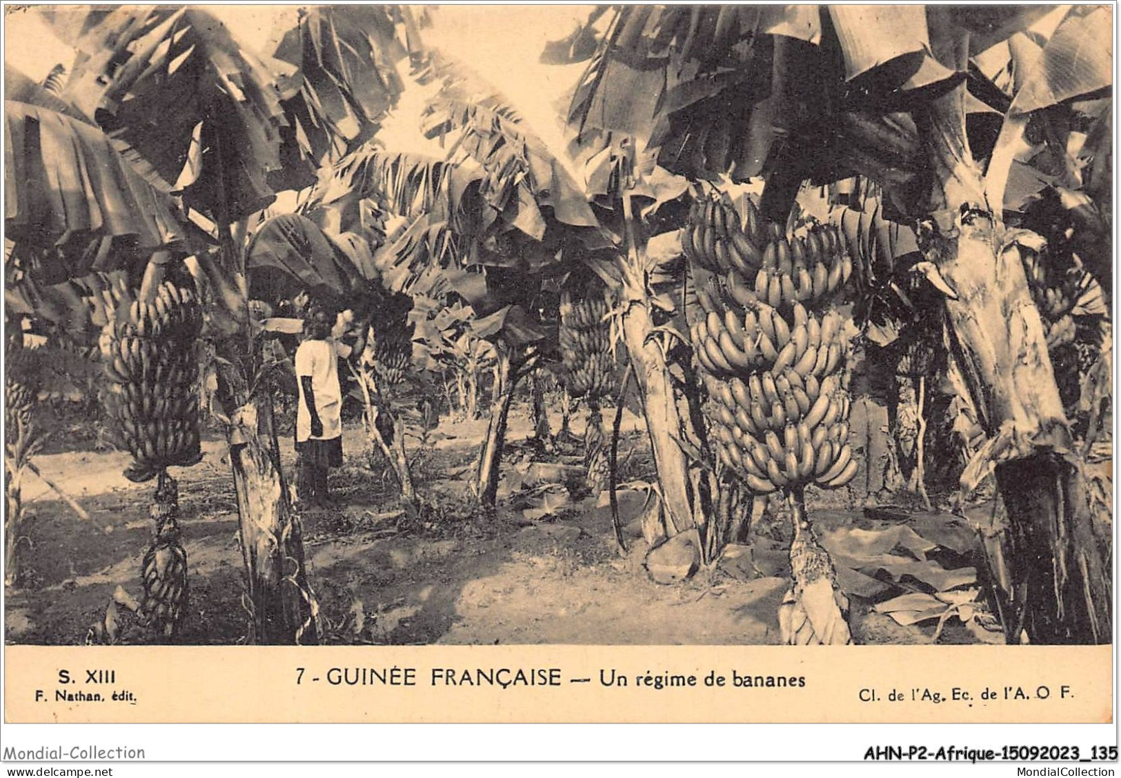 AHNP2-0195 - AFRIQUE - GUINEE FRANCAISE - Un Regime De Bananes - Guinea Francesa