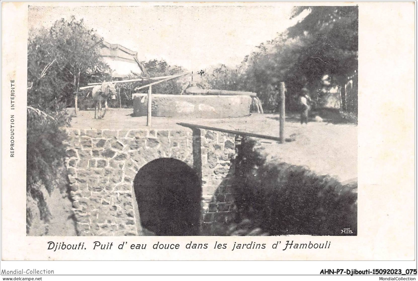 AHNP7-0784 - AFRIQUE - DJIBOUTI - Puit D'eau Douce Dans Les Jardins D'hambouli - Djibouti