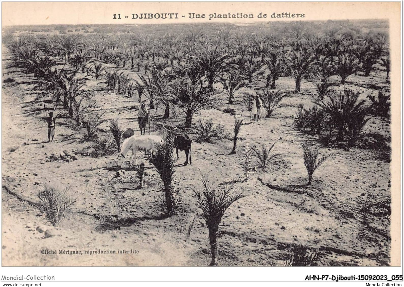 AHNP7-0774 - AFRIQUE - DJIBOUTI - Une Plantation De Dattiers - Gibuti