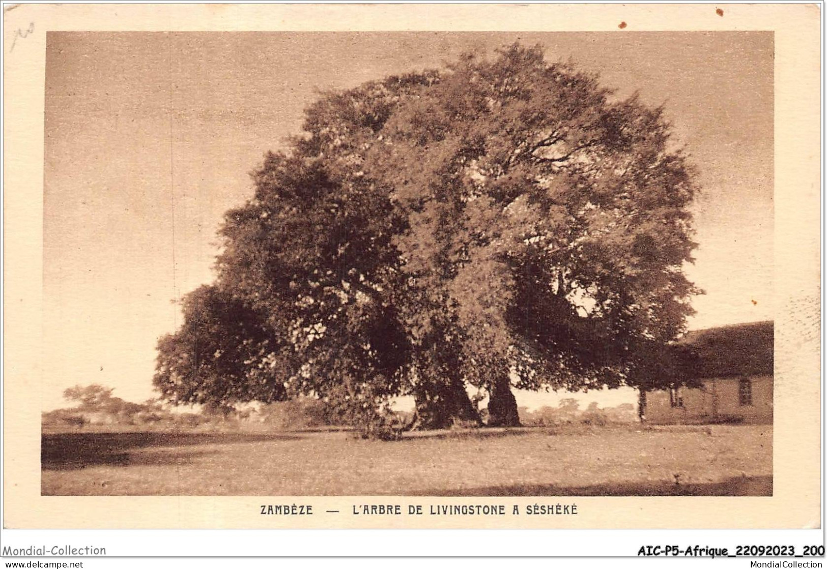 AICP5-AFRIQUE-0607 - ZAMBEZE - L'arbre De Livingstone à Séshéké - Non Classés