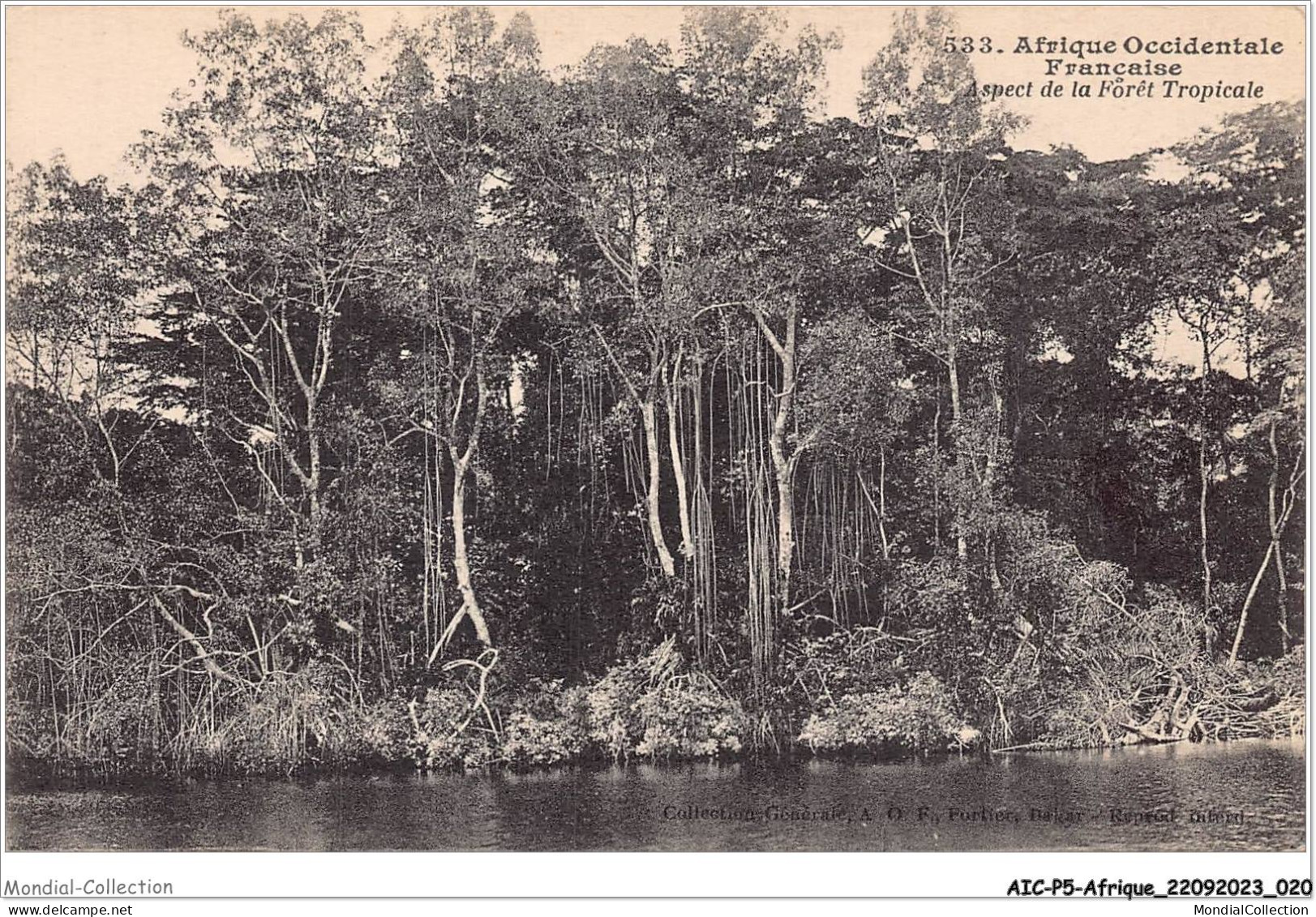 AICP5-AFRIQUE-0519 - AFRIQUE OCCIDENTALE FRANCAISE - Aspect De La Forêt Tropicale - Non Classés
