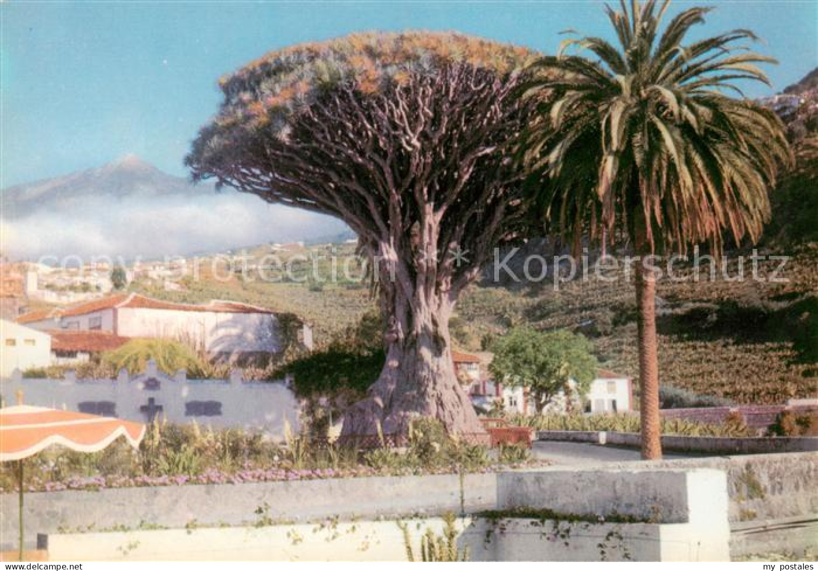 73790845 Tenerife Islas Canarias Spanien ES 1000jaehriger Drachenbaum Von Icod  - Sonstige & Ohne Zuordnung