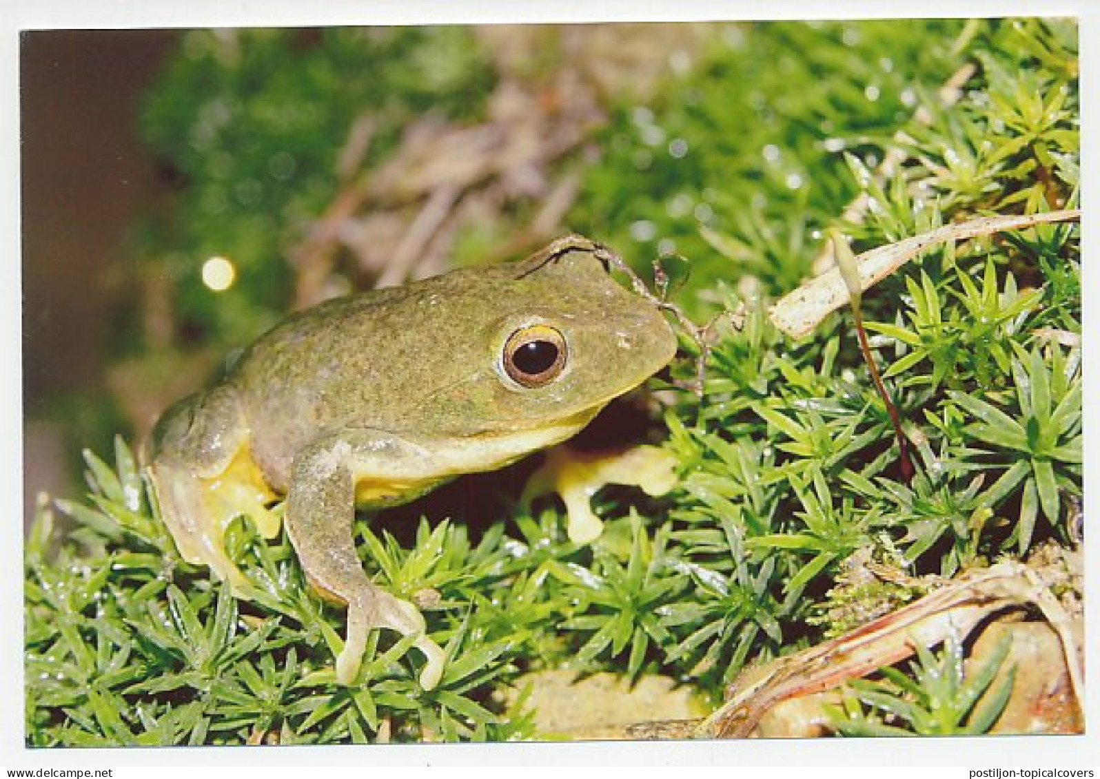Postal Stationery China 2006 Frog - Other & Unclassified