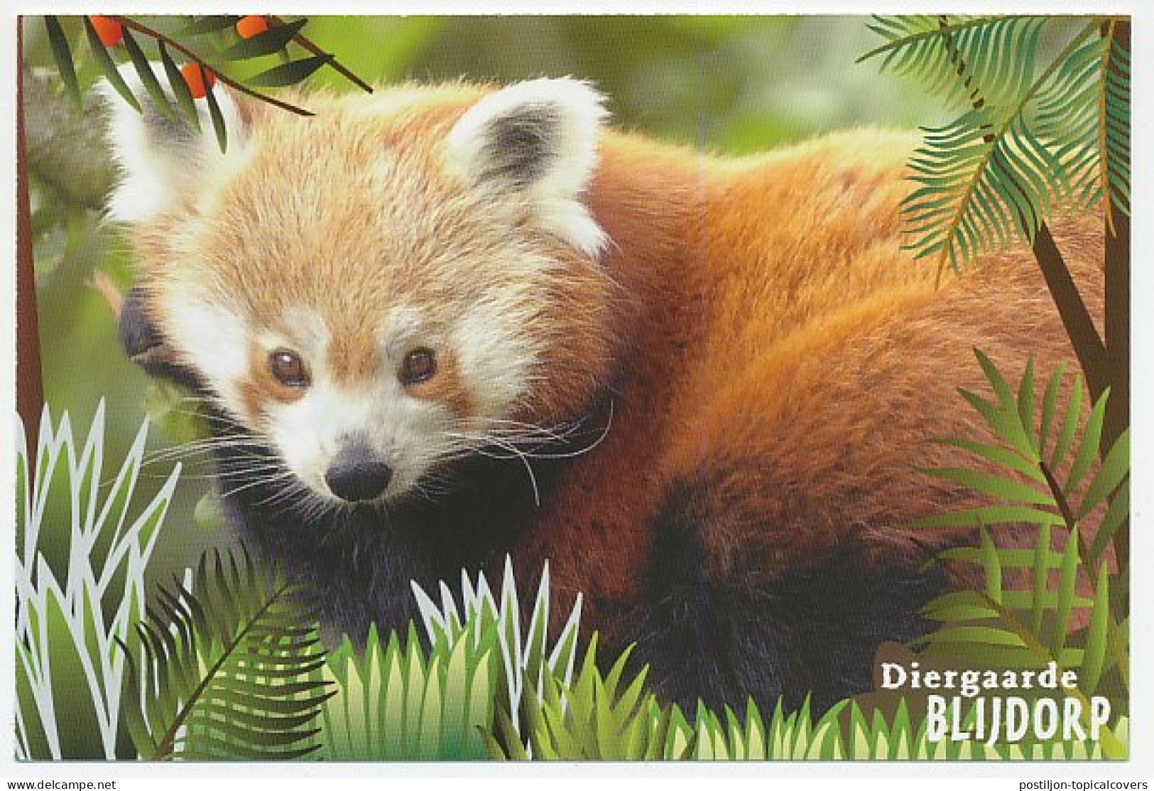 Postal Stationery Netherlands 2000 Panda - Zoo Rotterdam - Sonstige & Ohne Zuordnung